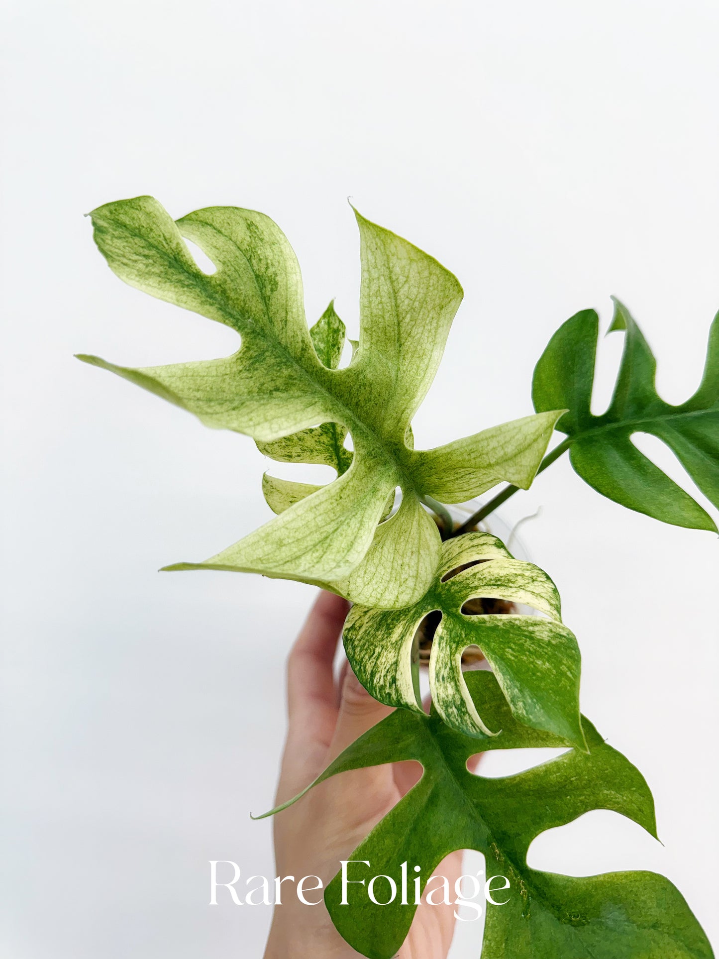 Rhaphidophora Tetrasperma White Monster 3”