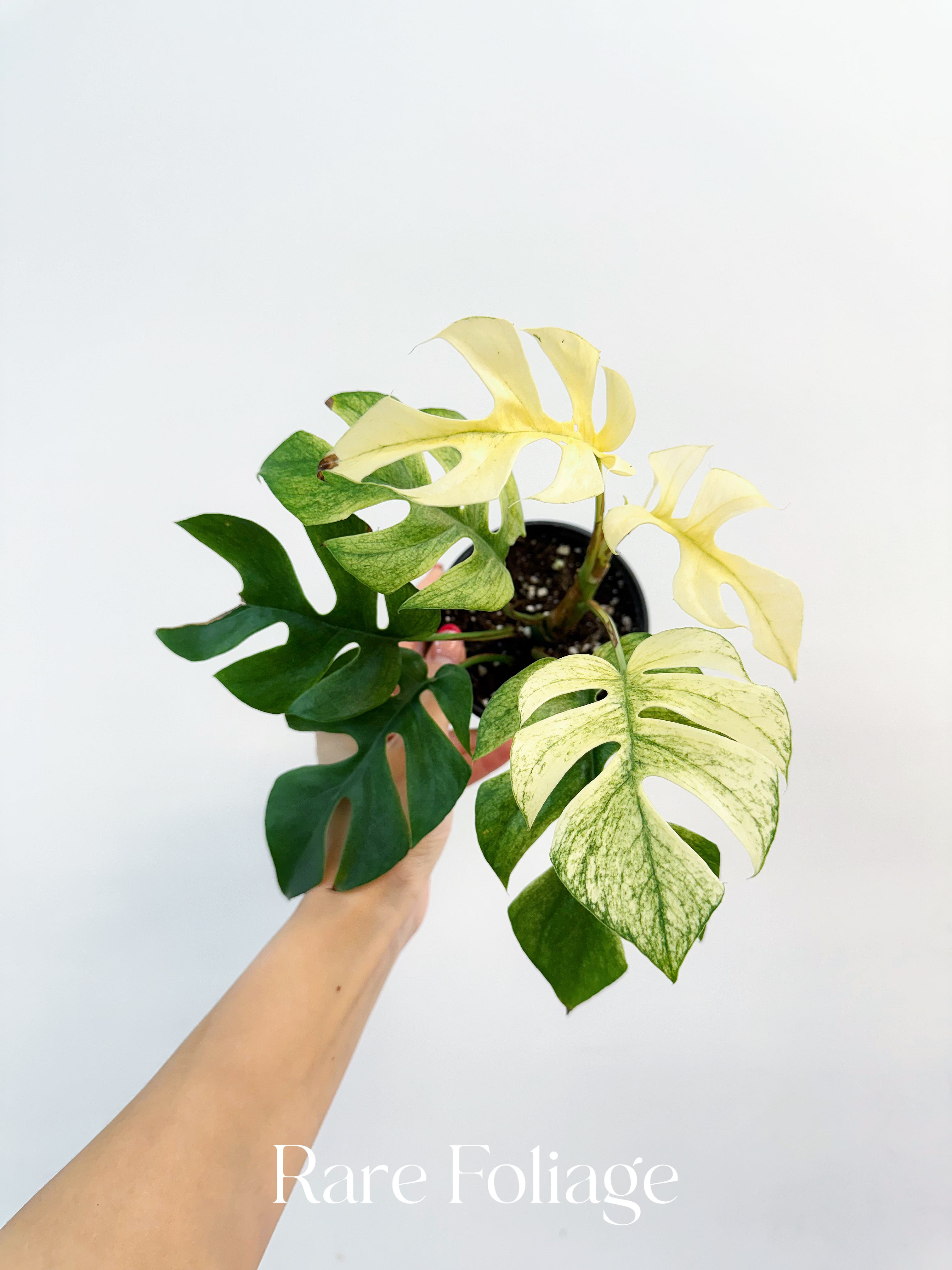 Rhaphidophora Tetrasperma White Monster Variegated 3” – Rare Foliage Plant  Co