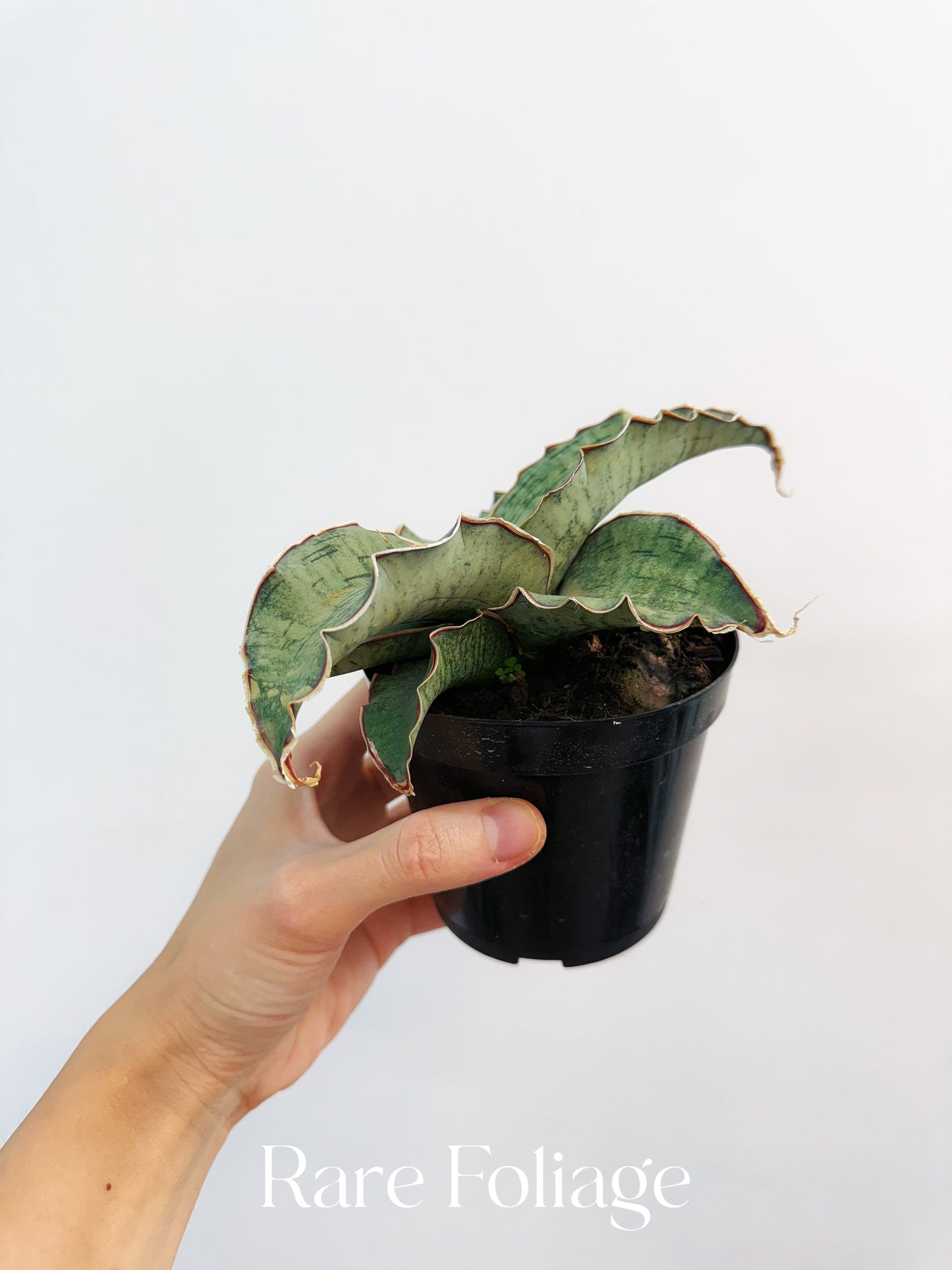 Sanseveria Kirkii Silver Blue 4”