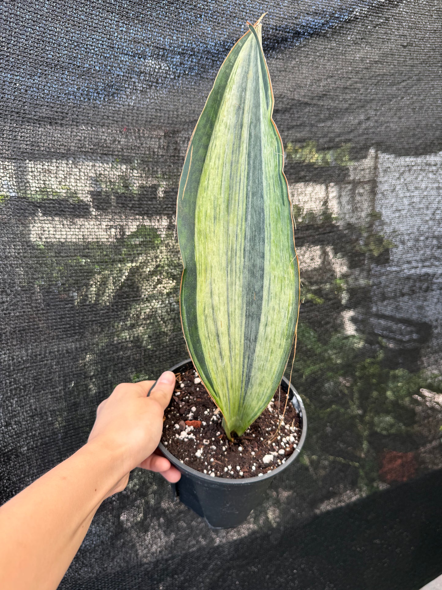 Sansevieria ‘Whale Fin’ Albo/Mint Variegated 6”