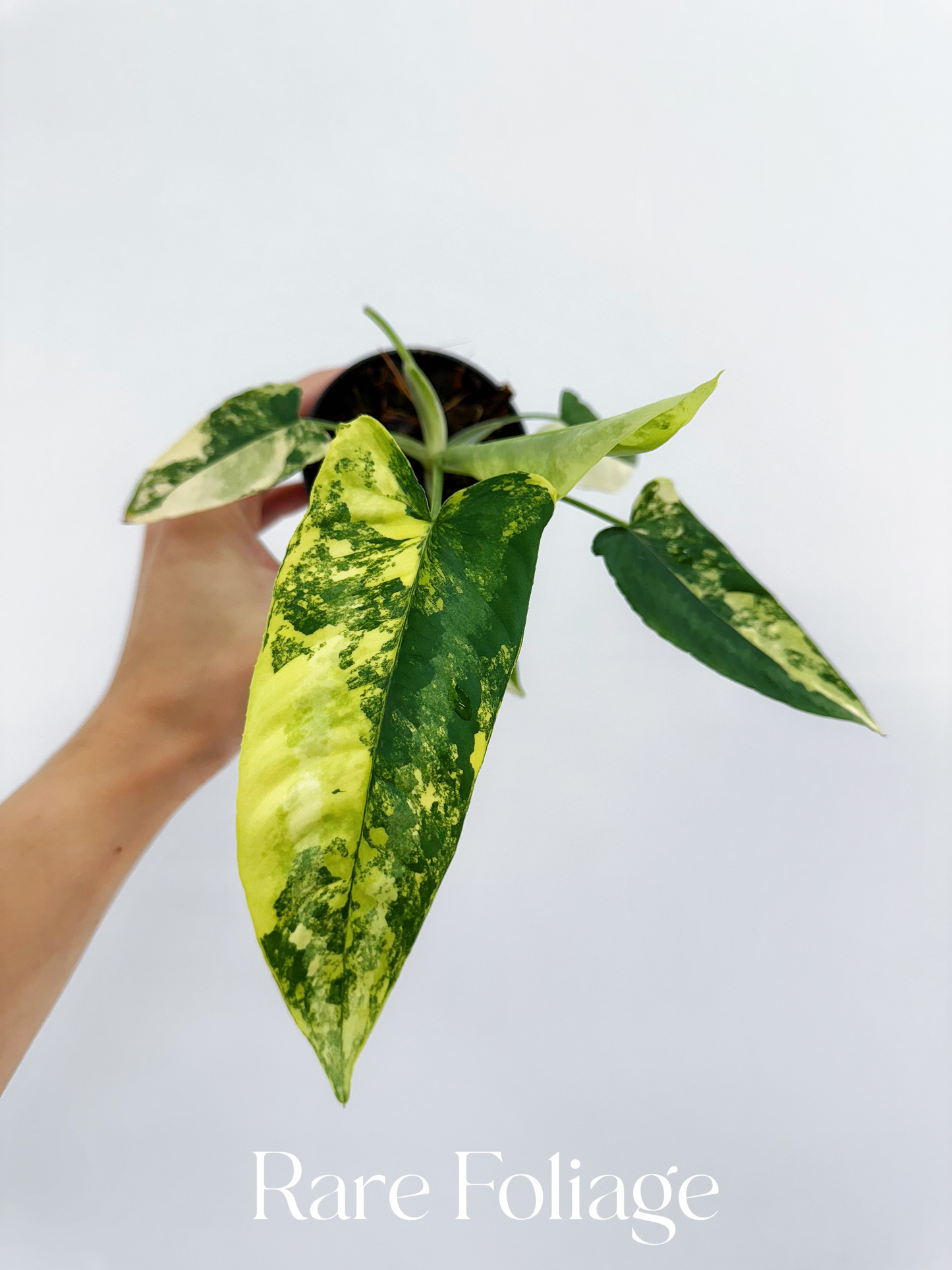 Schismatoglottis Wallichii Variegated 3” Exact Plant