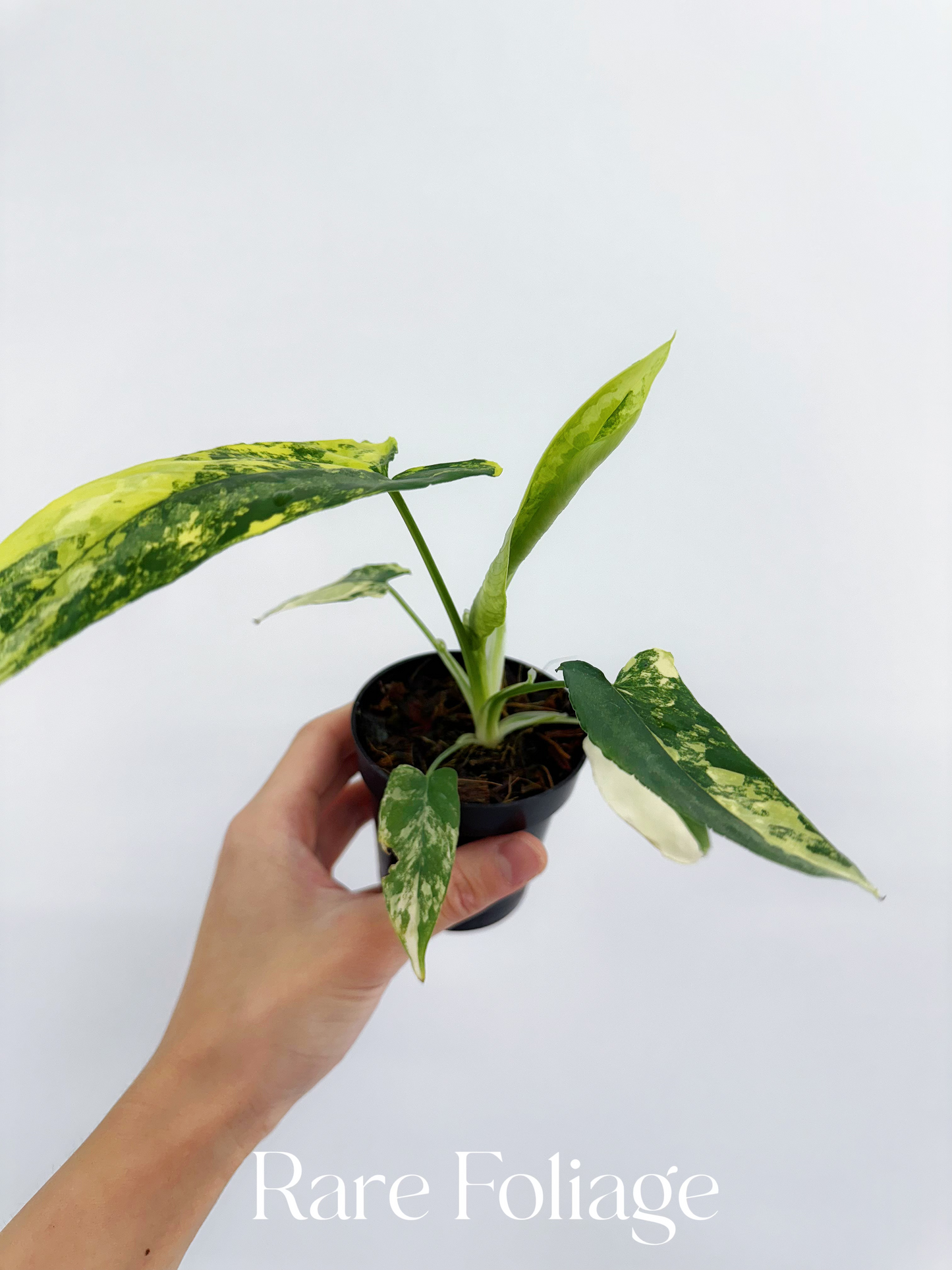 Schismatoglottis Wallichii Variegated 3” Exact Plant