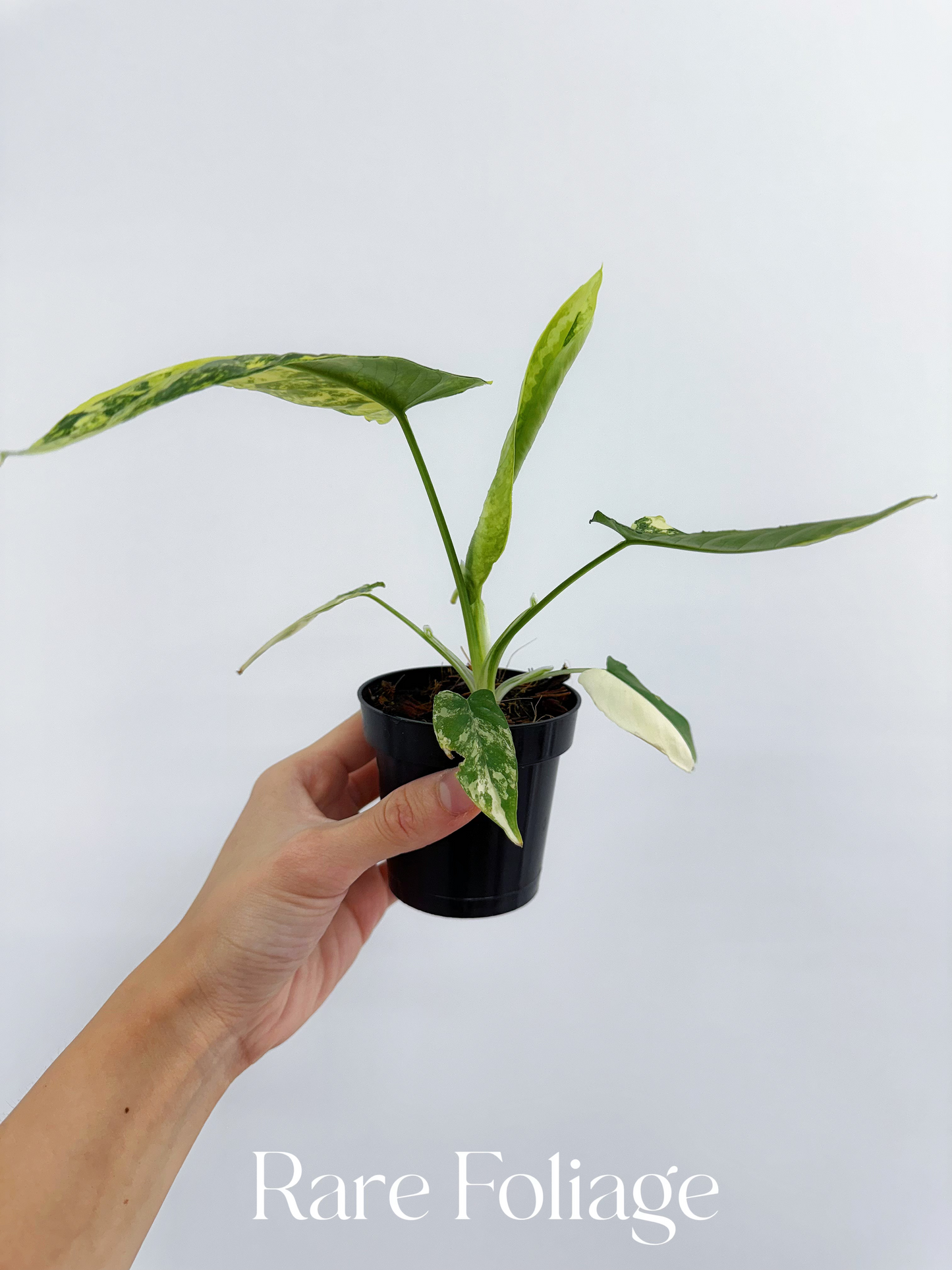 Schismatoglottis Wallichii Variegated 3” Exact Plant