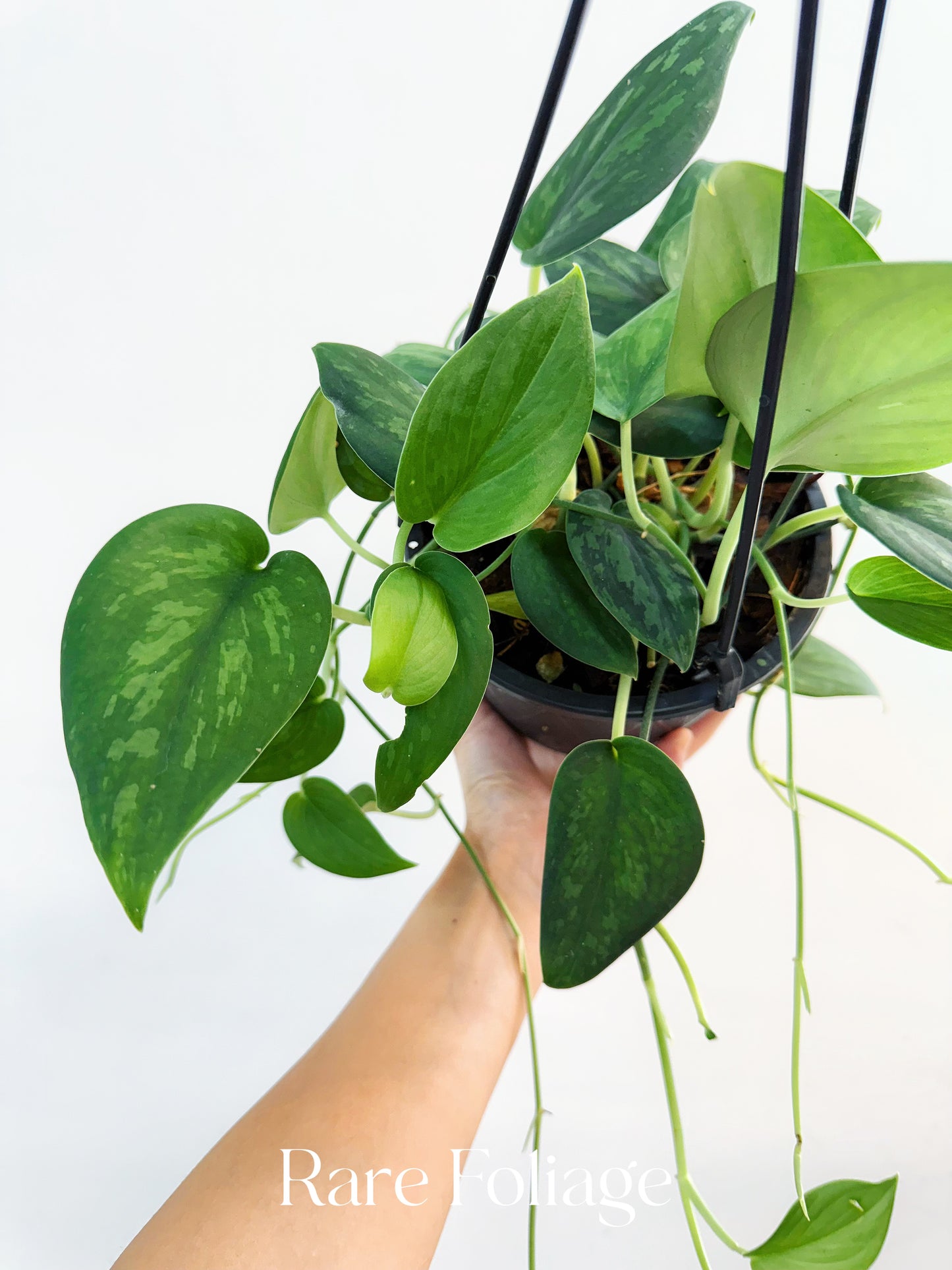 Scindapsus Army Green 6” Hanging Basket