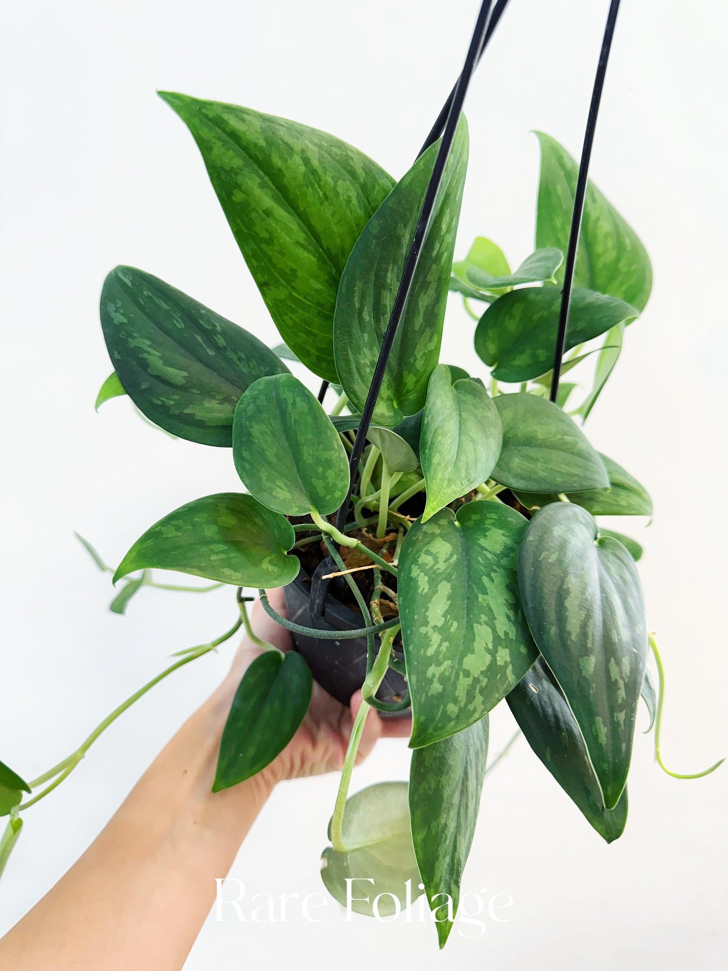 Scindapsus Army Green 6” Hanging Basket