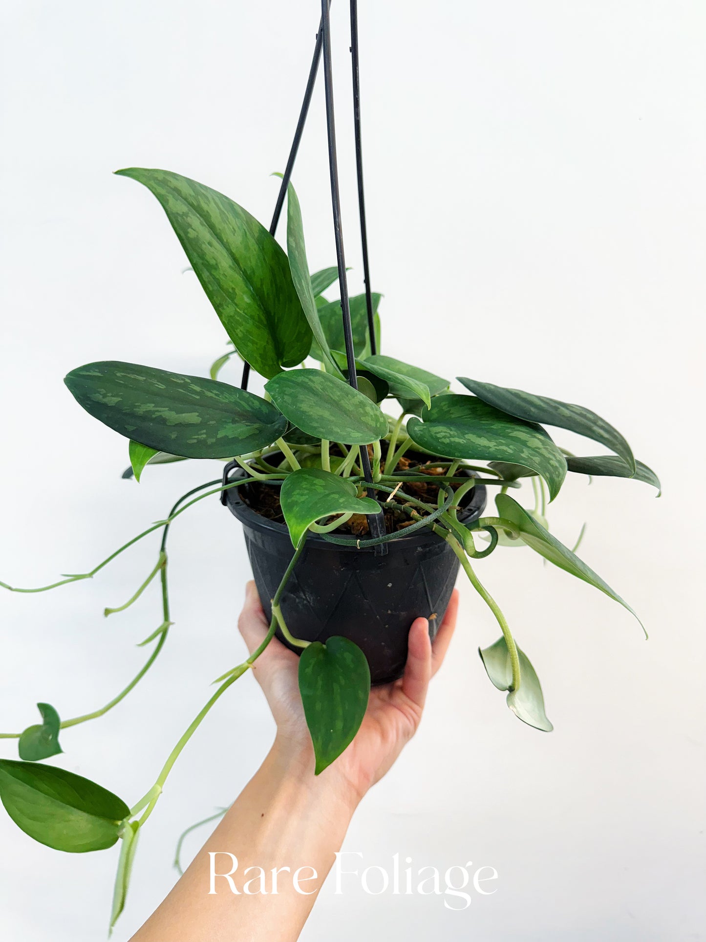 Scindapsus Army Green 6” Hanging Basket