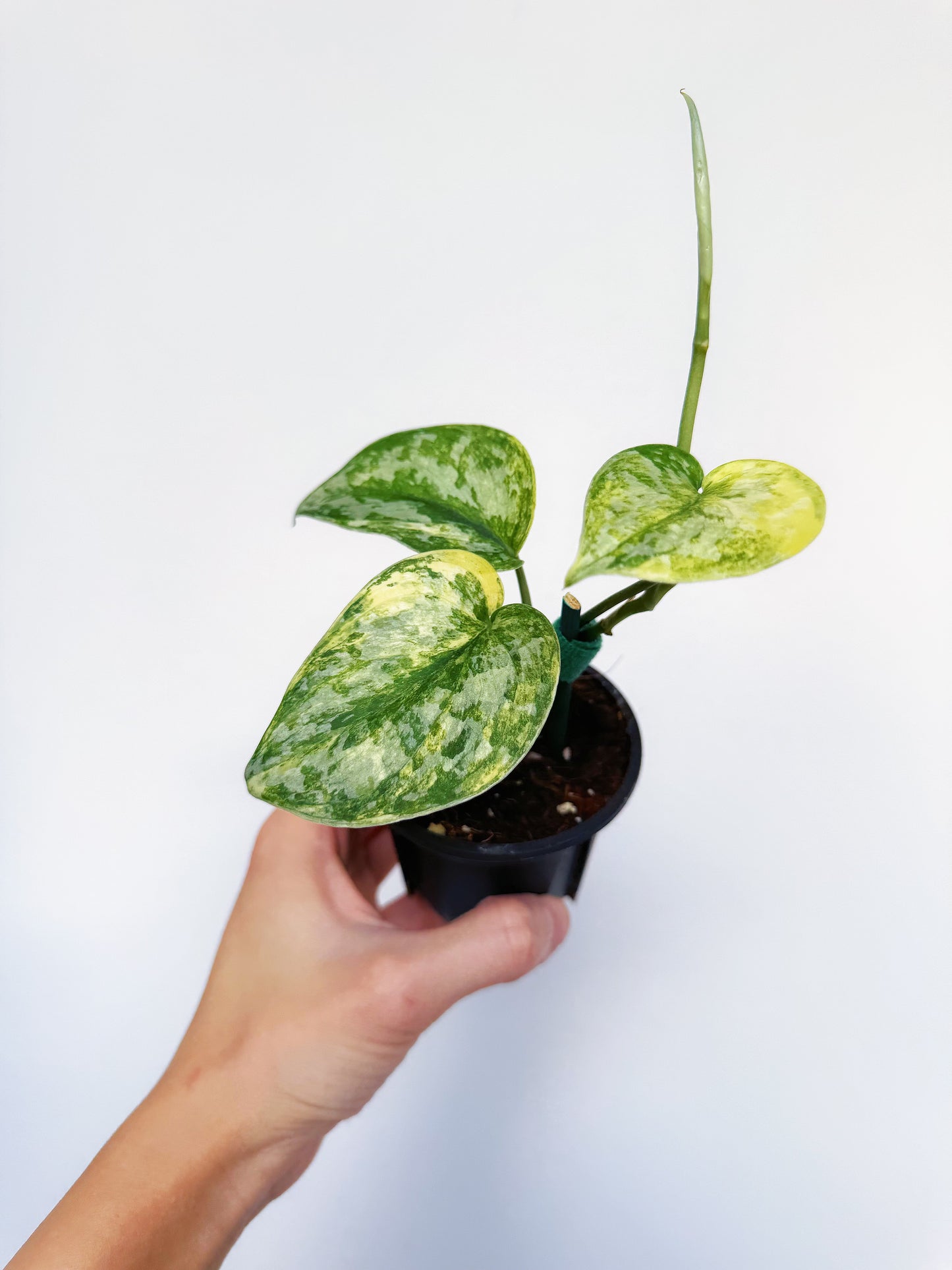 Scindapsus Geulis Variegated 3”