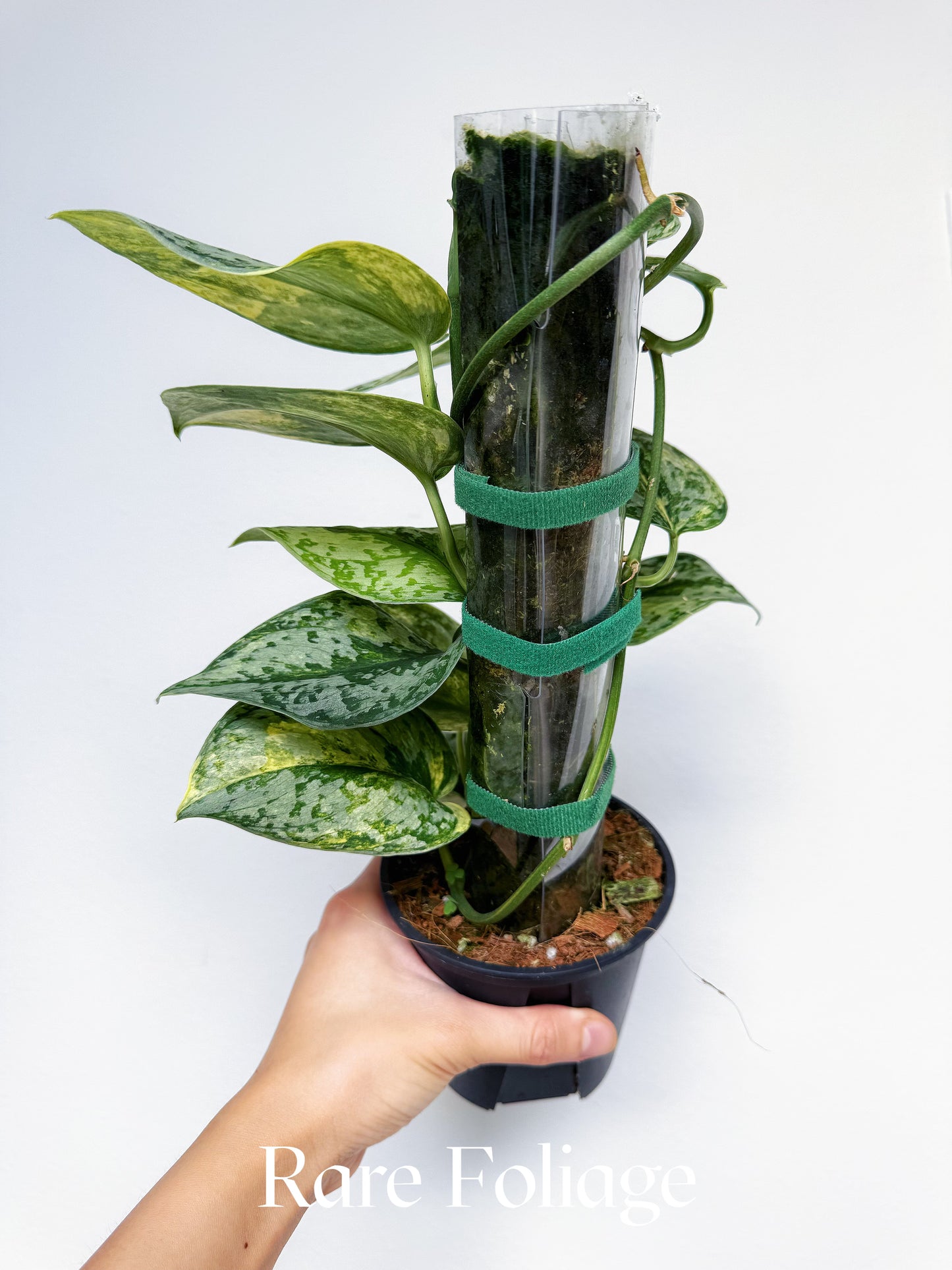 Scindapsus Geulis Variegated 4" Totem
