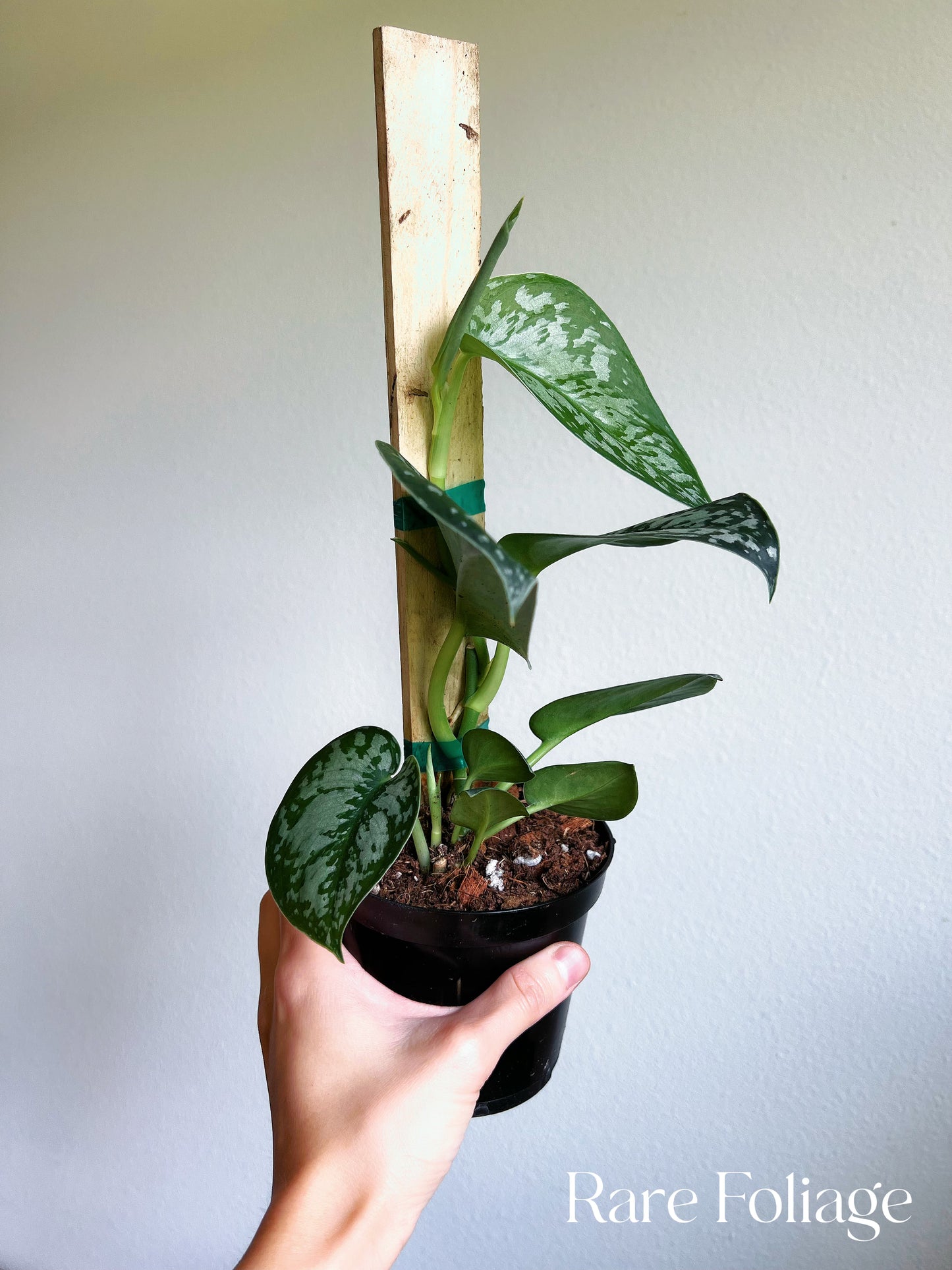 Scindapsus Army Silver 4”