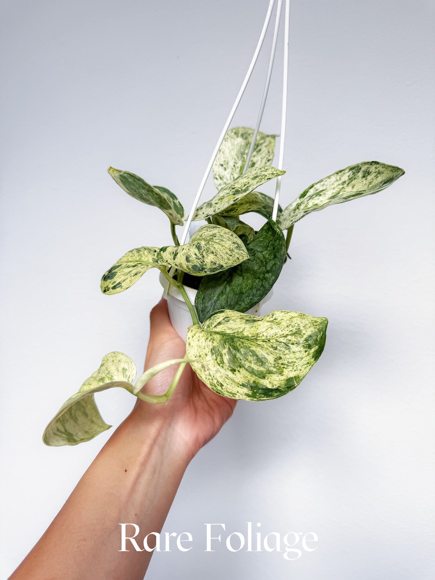 Scindapsus Halimoon 3" Hanging Basket