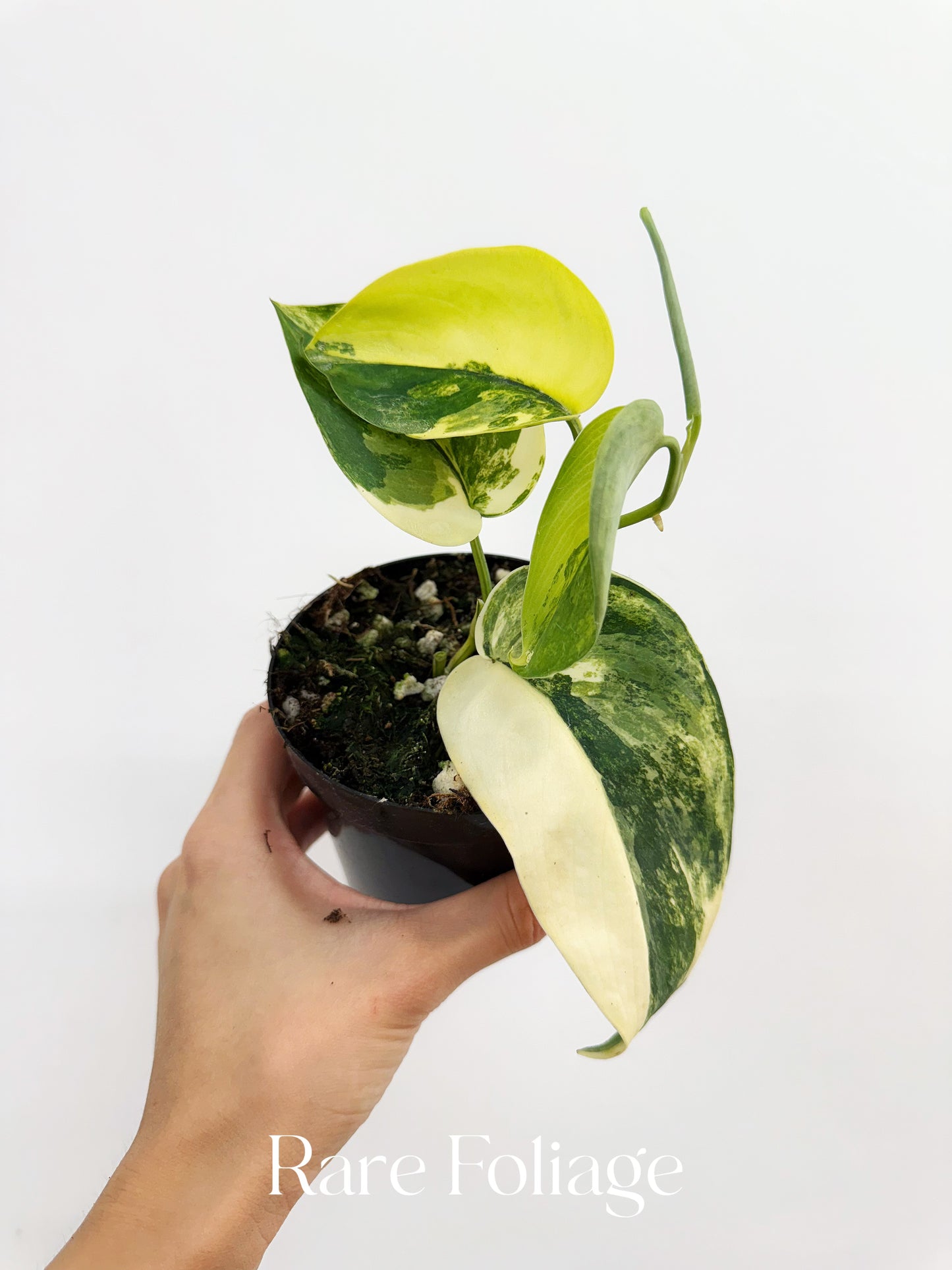 Scindapsus Jade Satin Aurea 4"