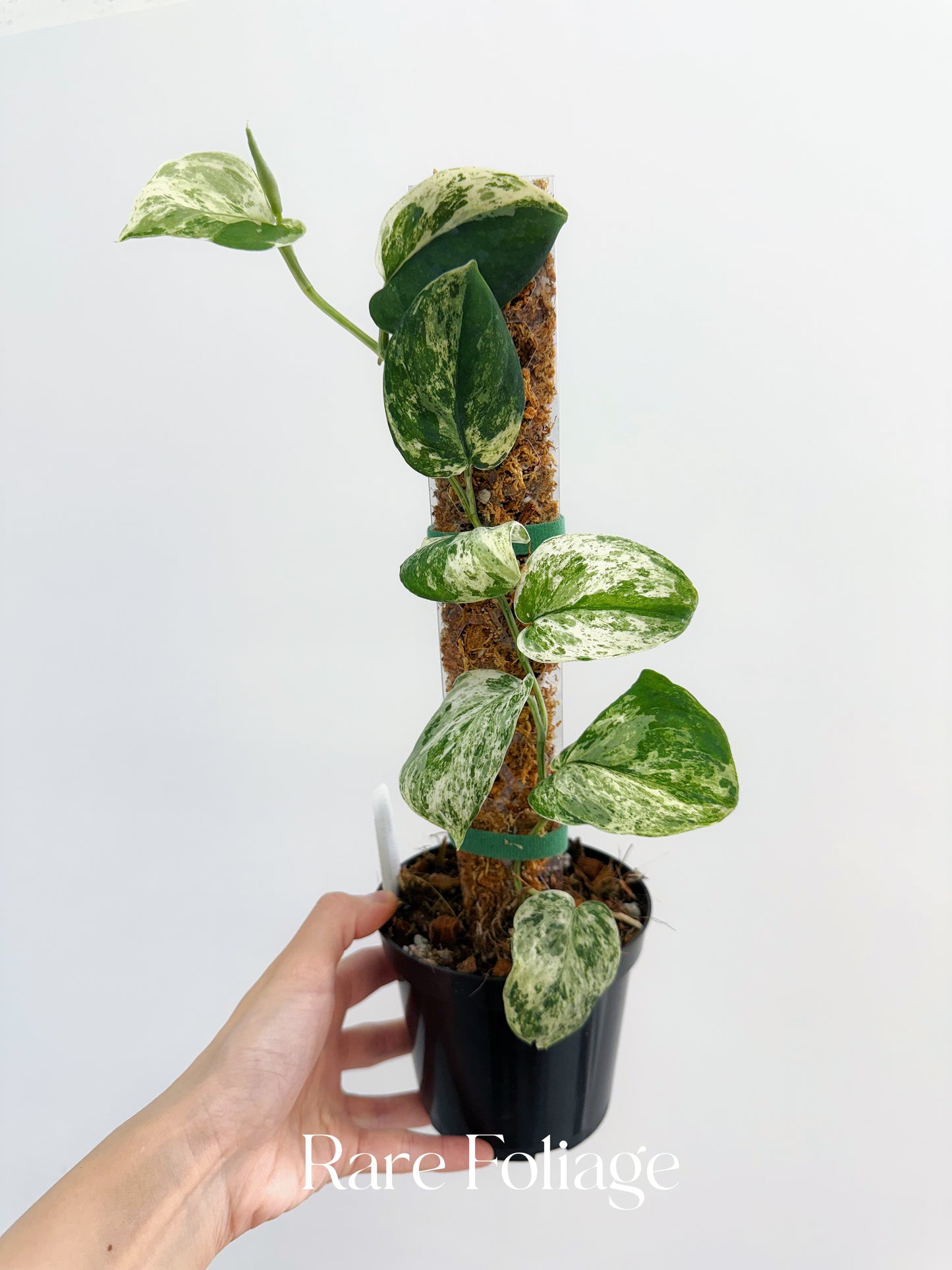 Scindapsus Jade Satin Marble 4” Totem