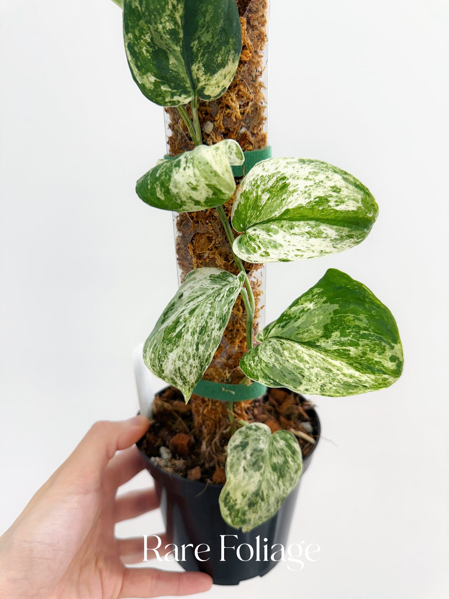 Scindapsus Jade Satin Marble 4” Totem