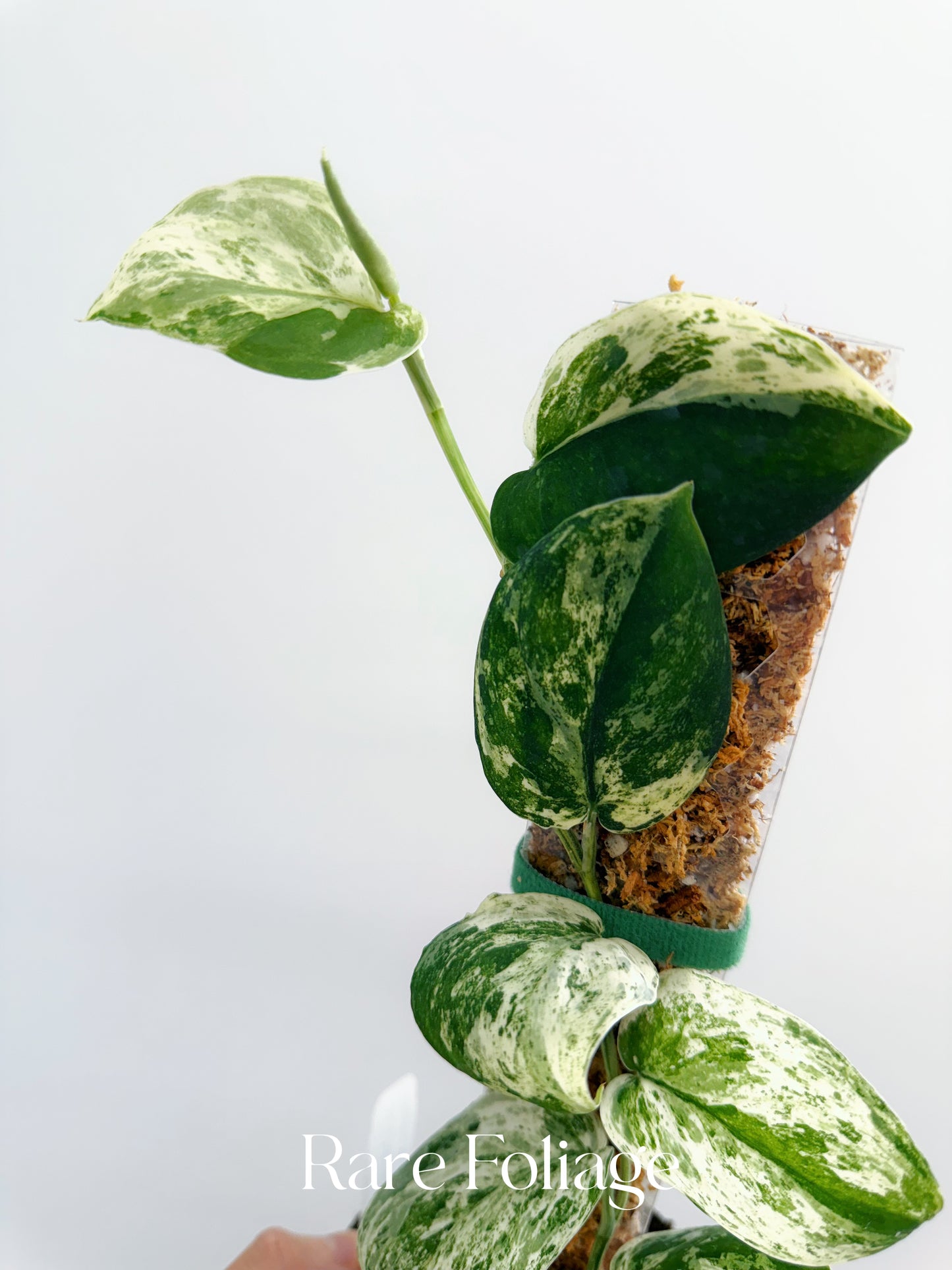 Scindapsus Jade Satin Marble 4” Totem