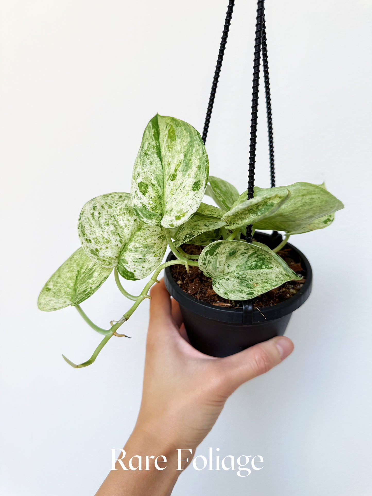 Scindapsus Jade Satin Marble 4" Hanging Basket
