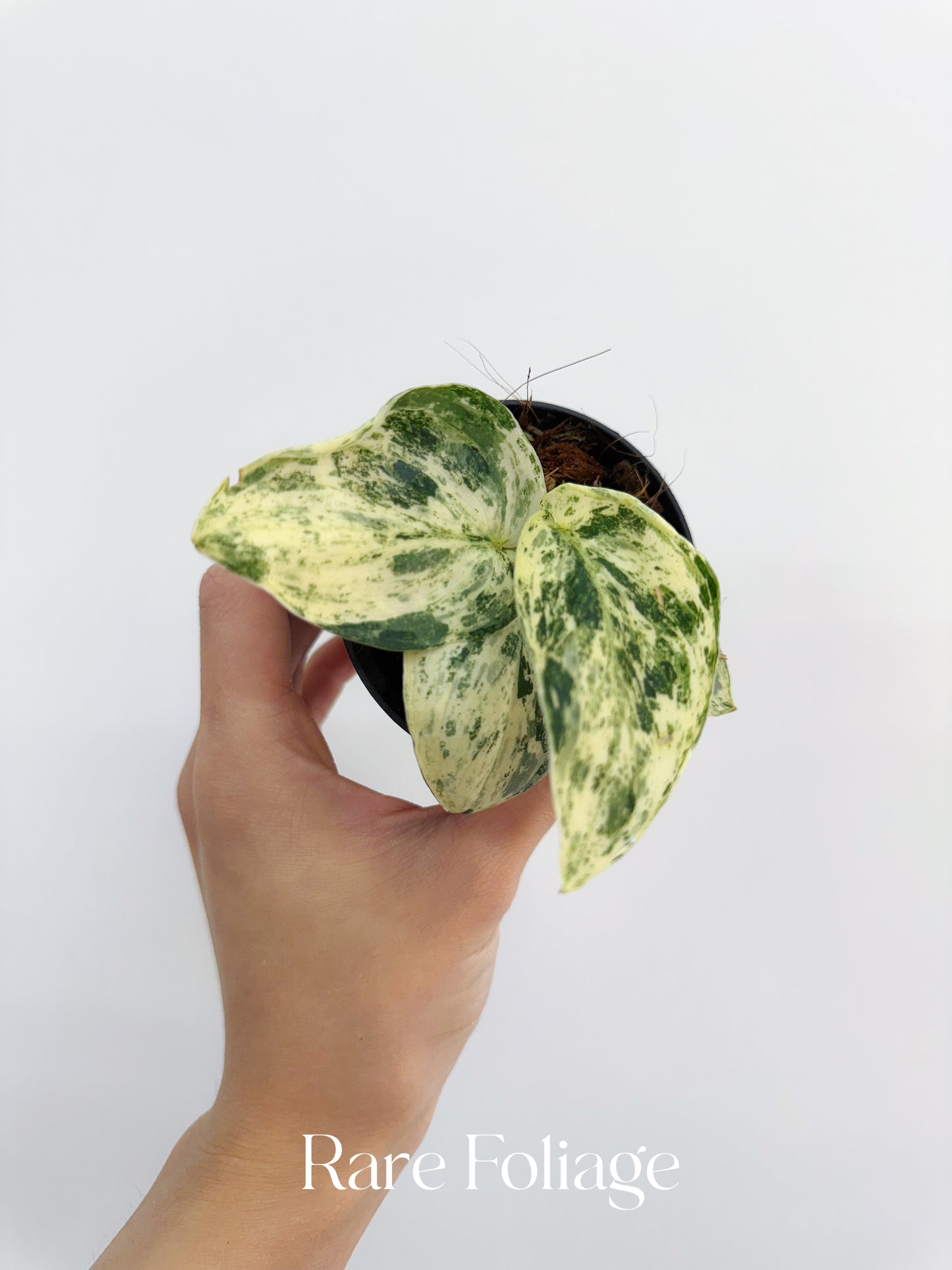 Scindapsus Jade Satin Marble Variegated 3"