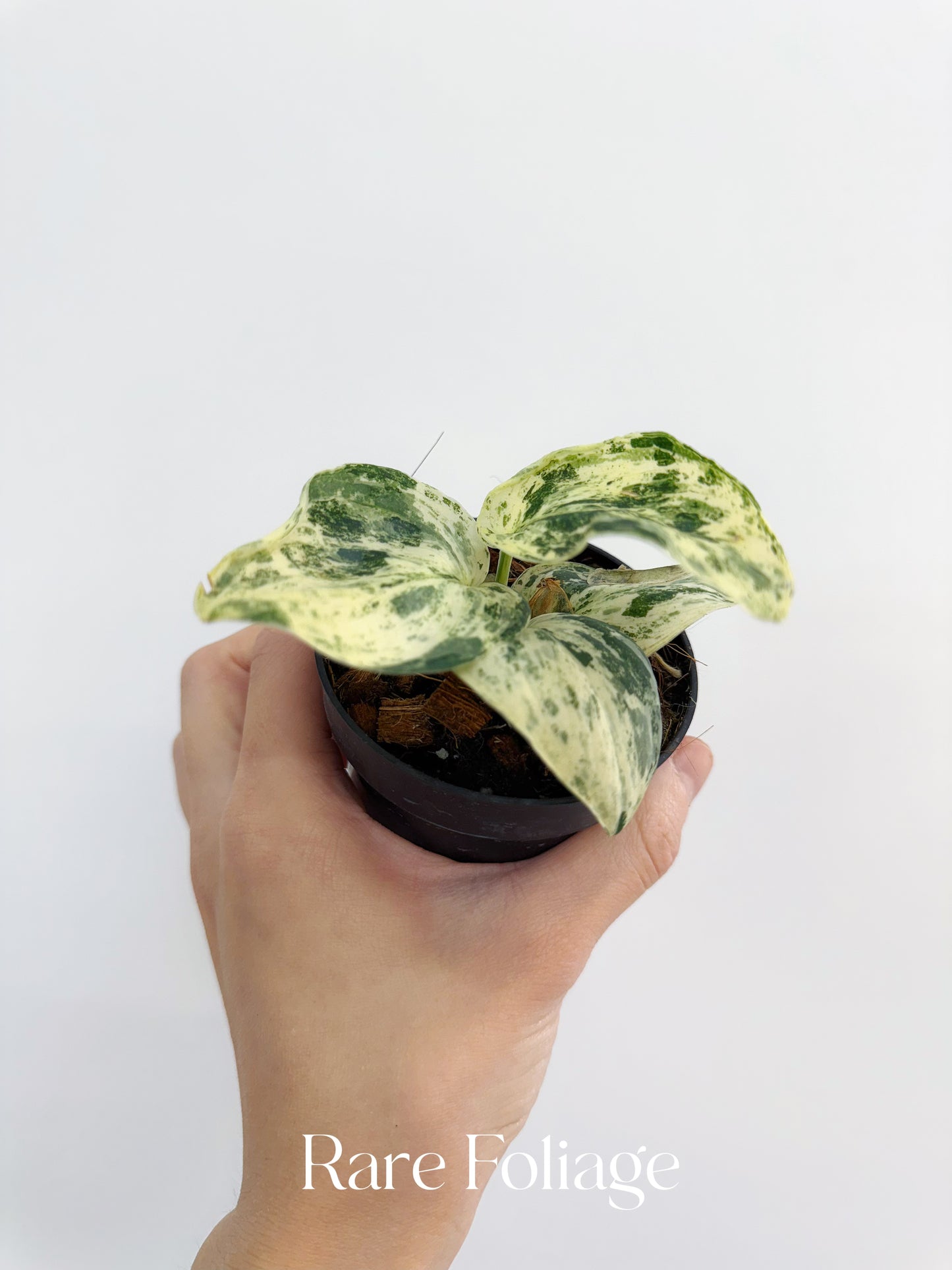 Scindapsus Jade Satin Marble Variegated 3"