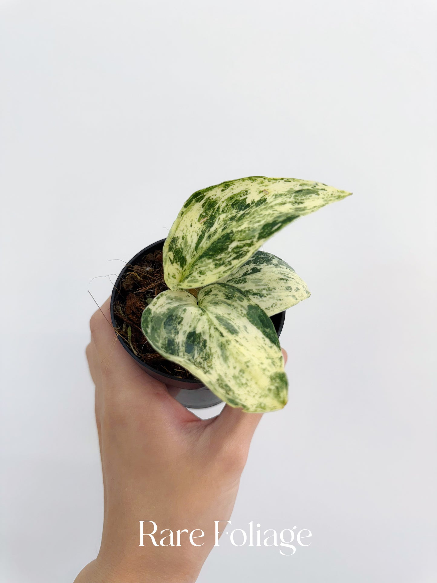 Scindapsus Jade Satin Marble Variegated 3"
