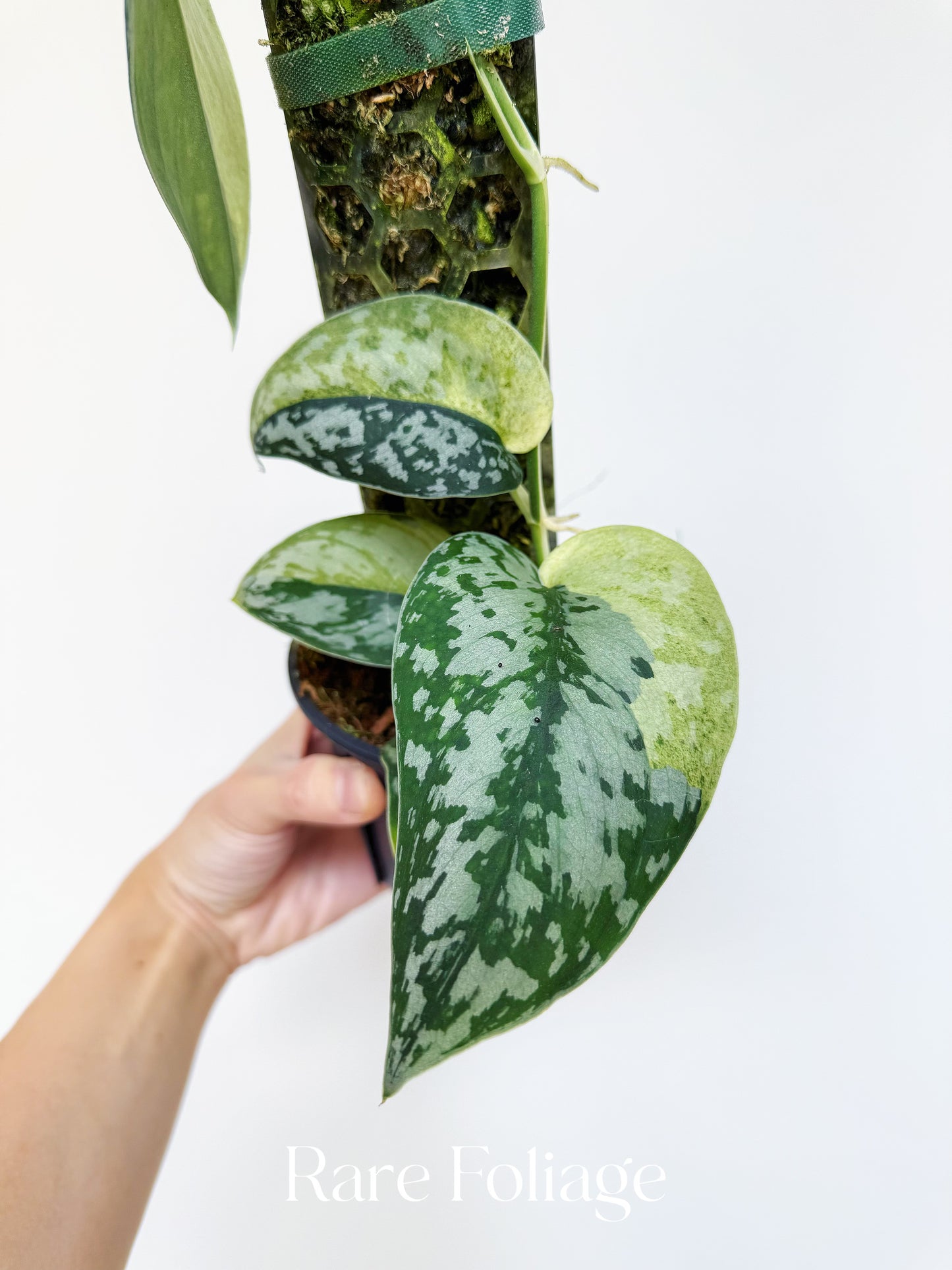 Scindapsus Maharlika Variegated 4”