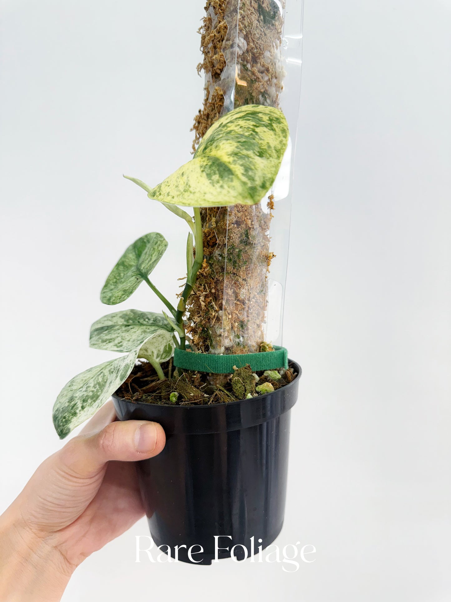 Scindapsus Mangurai Variegated 4”