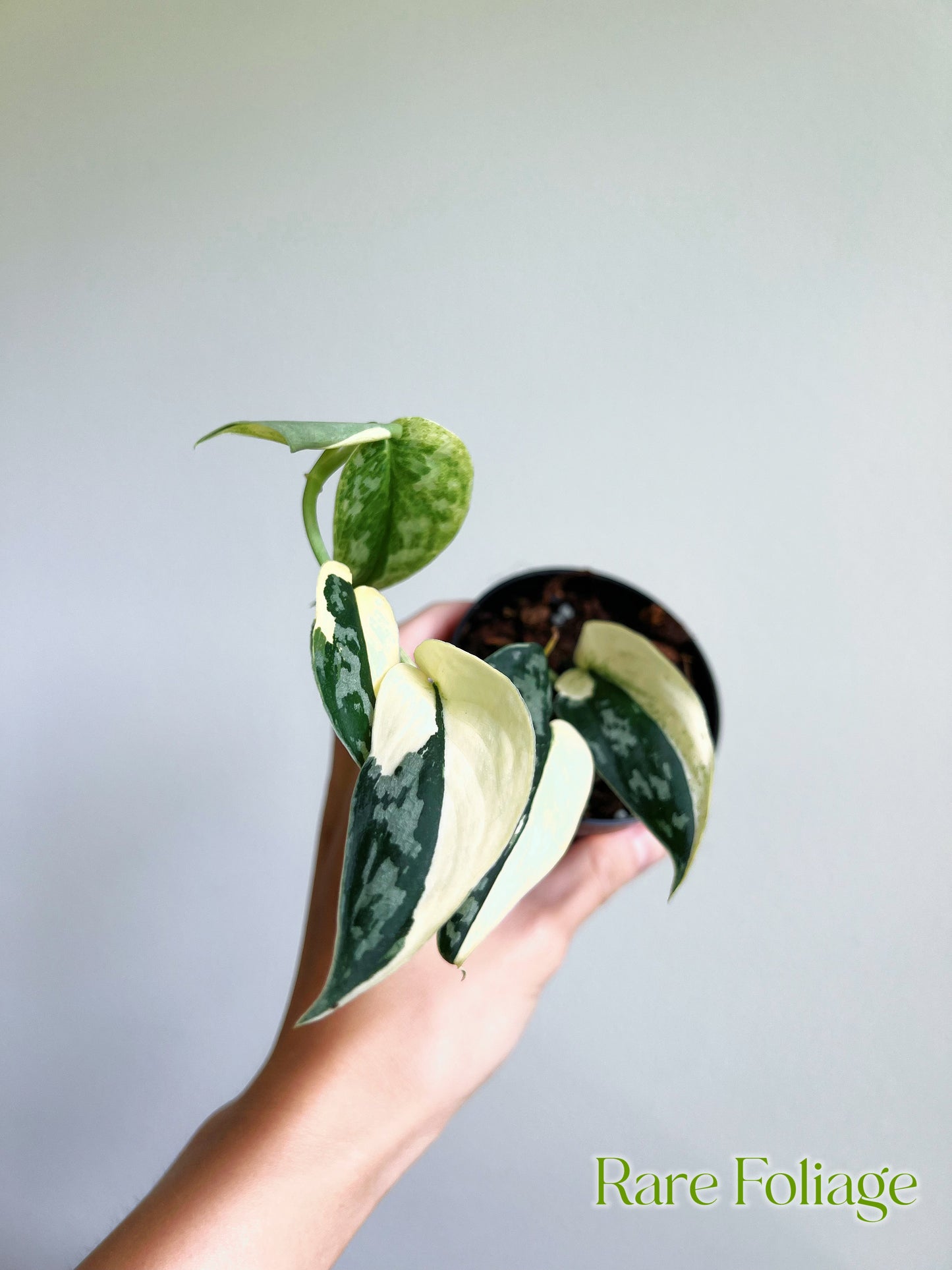 Scindapsus Mayari 3”