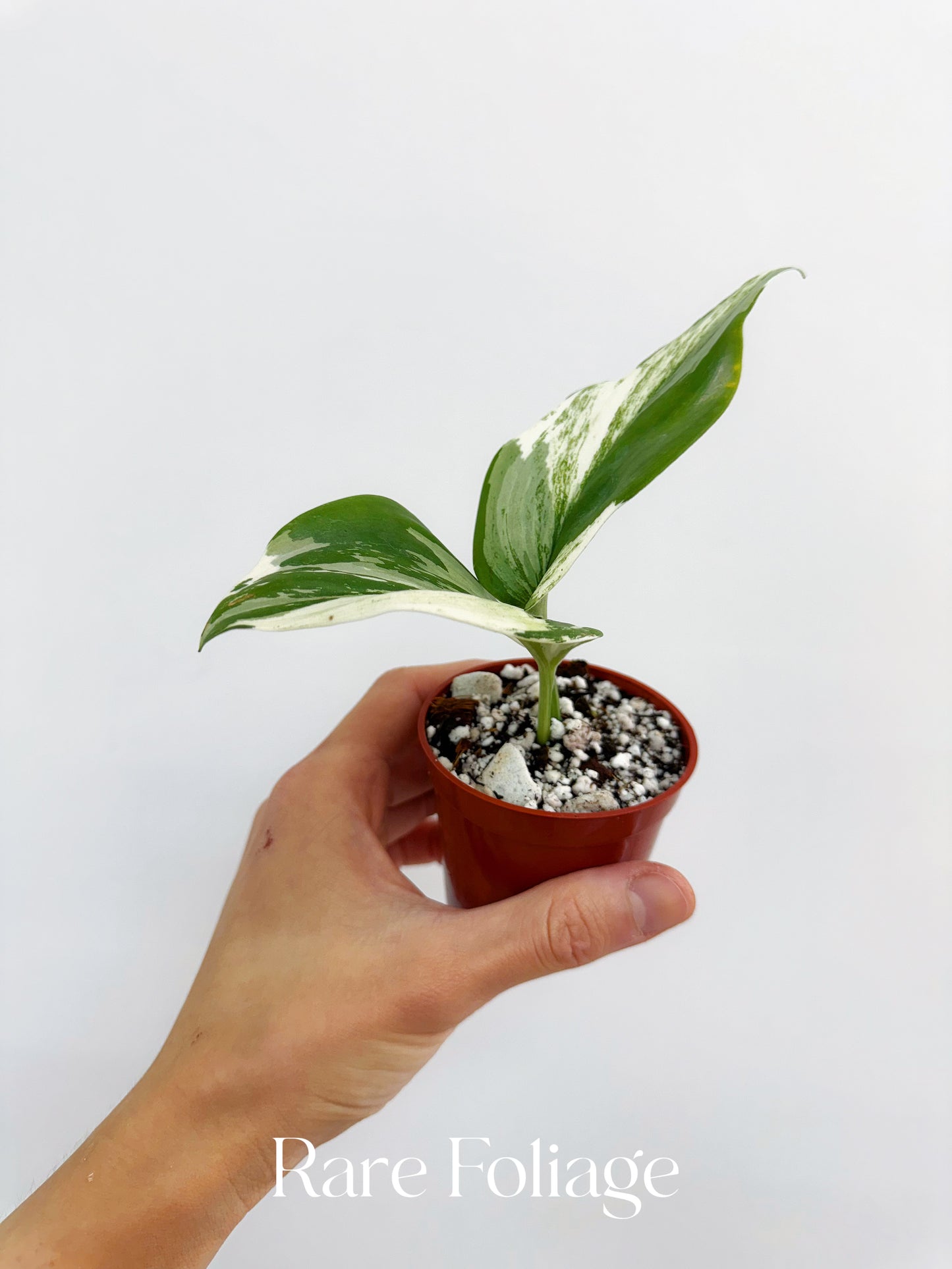 Scindapsus Moonlight Treubii Albo 2”