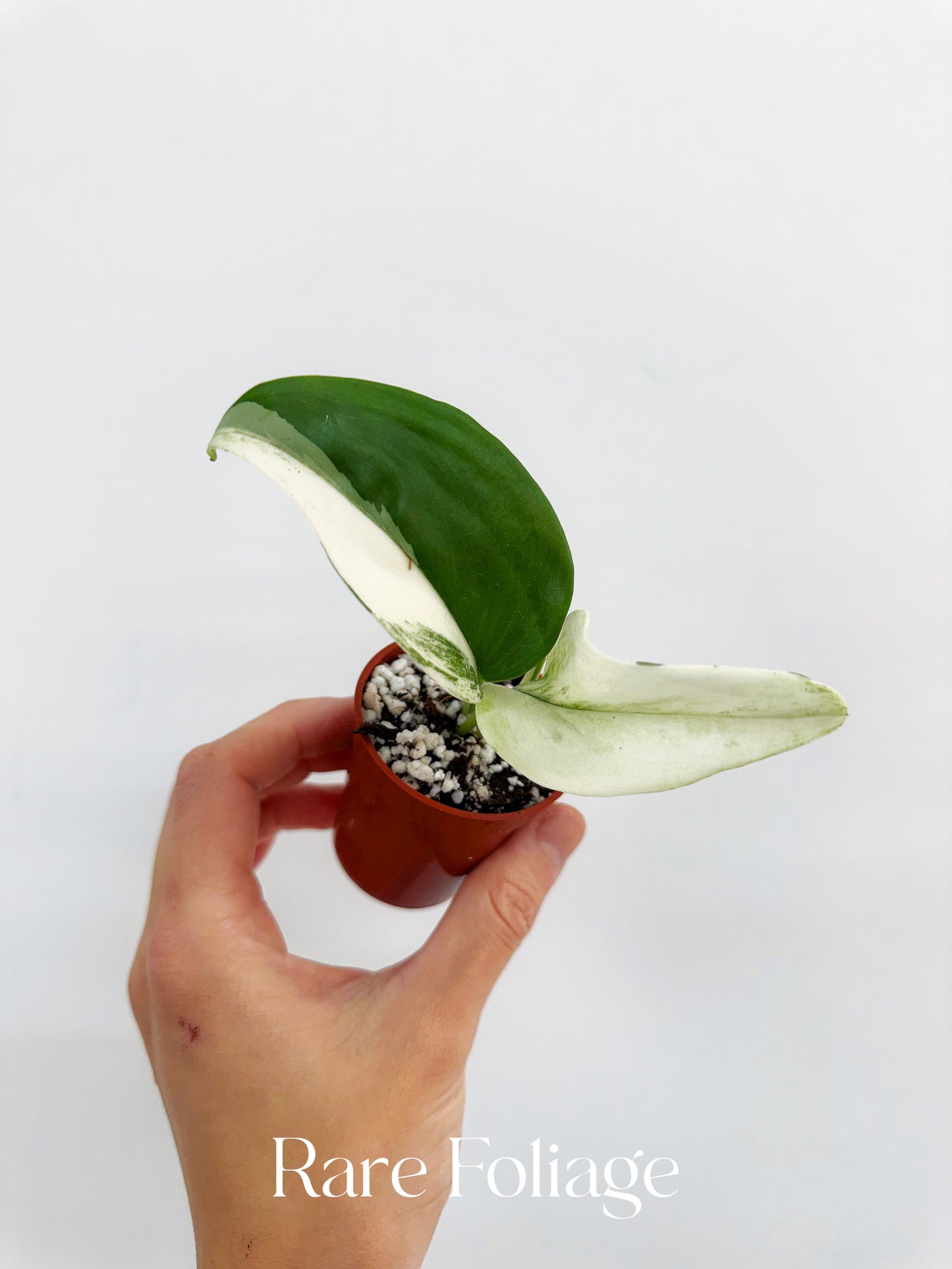 Scindapsus Moonlight Treubii Albo 2”