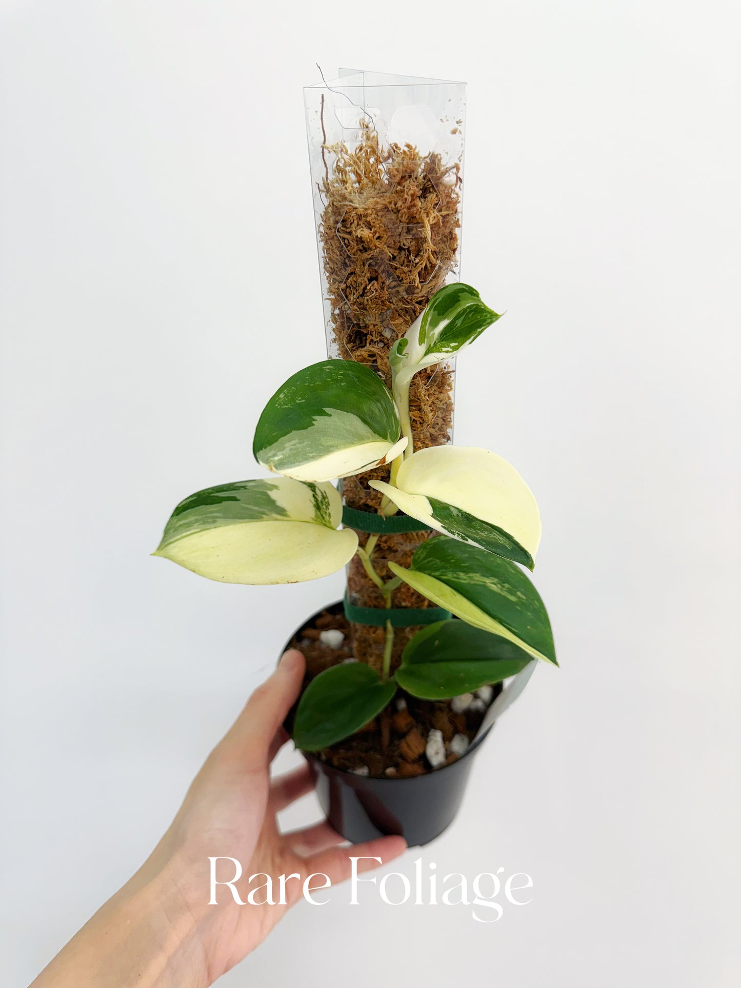 Scindapsus Moonlight Treubii Albo Variegated 4”