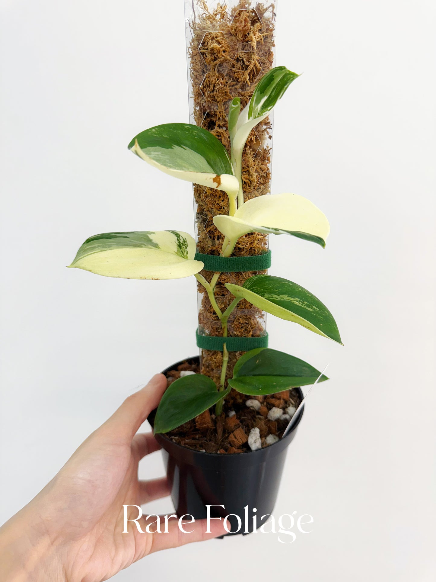 Scindapsus Moonlight Treubii Albo Variegated 4”