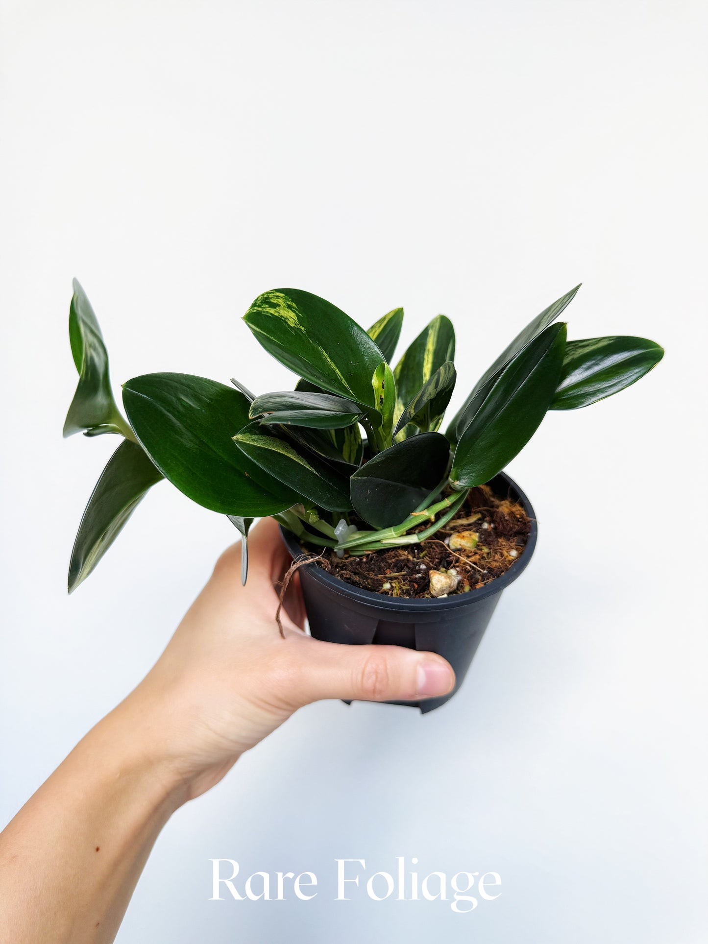 Scindapsus Treubii Dark Form Variegated 4”