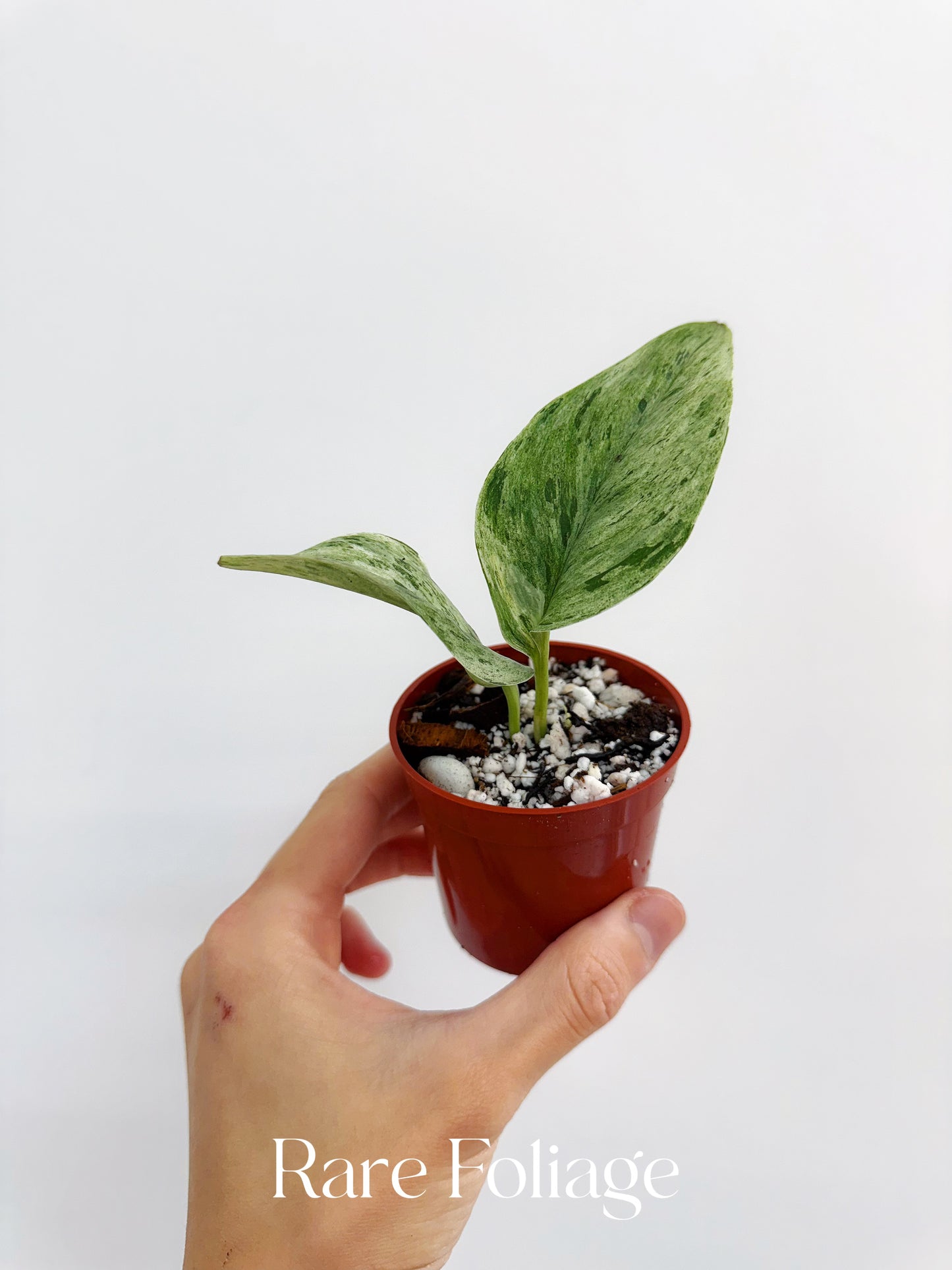 Scindapsus Moonlight Treubii Marble Variegated 2”