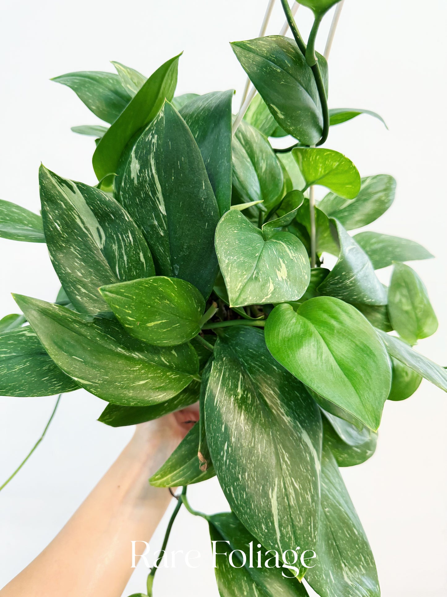 Scindapsus Moonlight Treubii Variegated 6” Hanging Basket