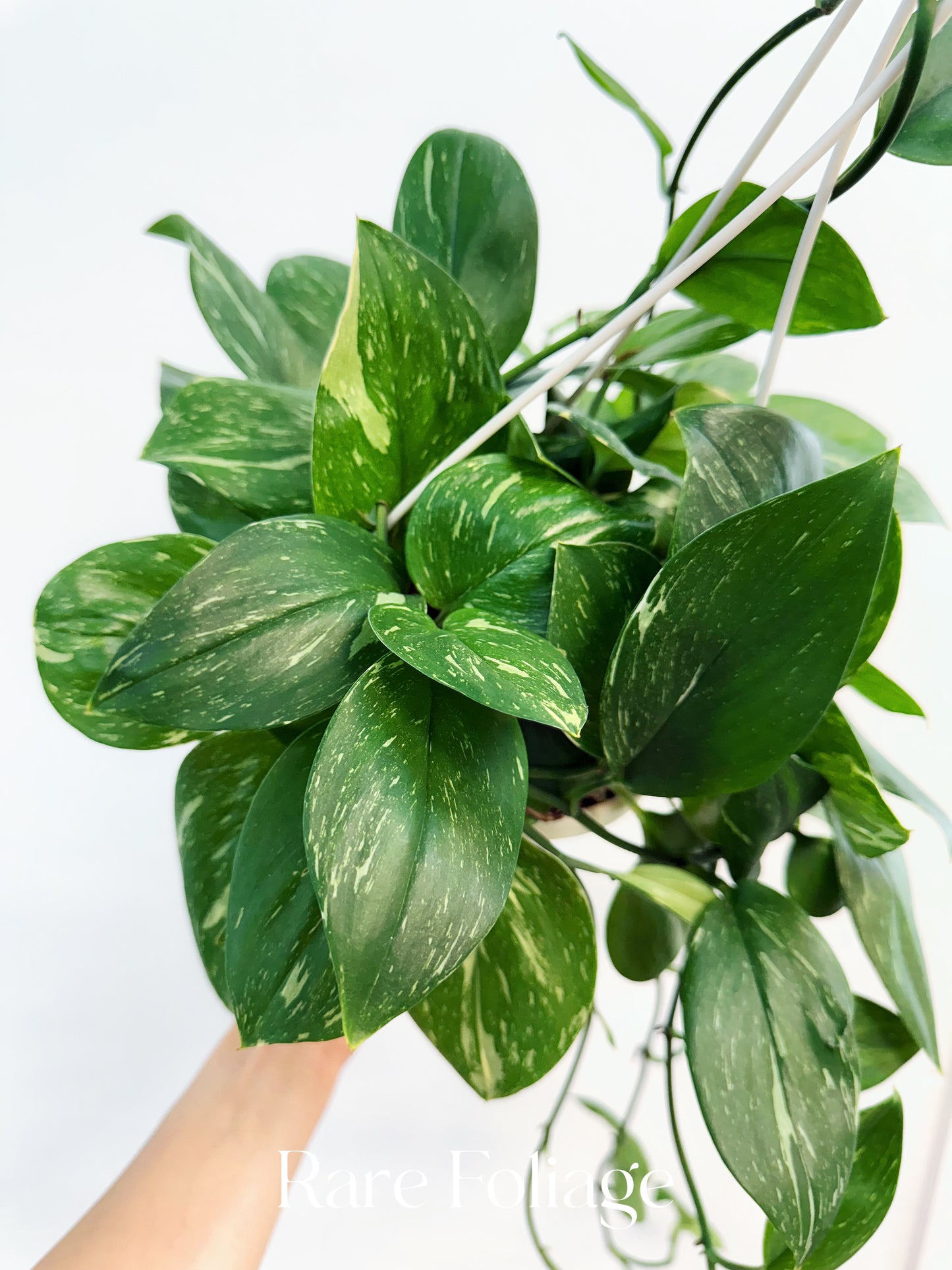 Scindapsus Moonlight Treubii Variegated 6” Hanging Basket