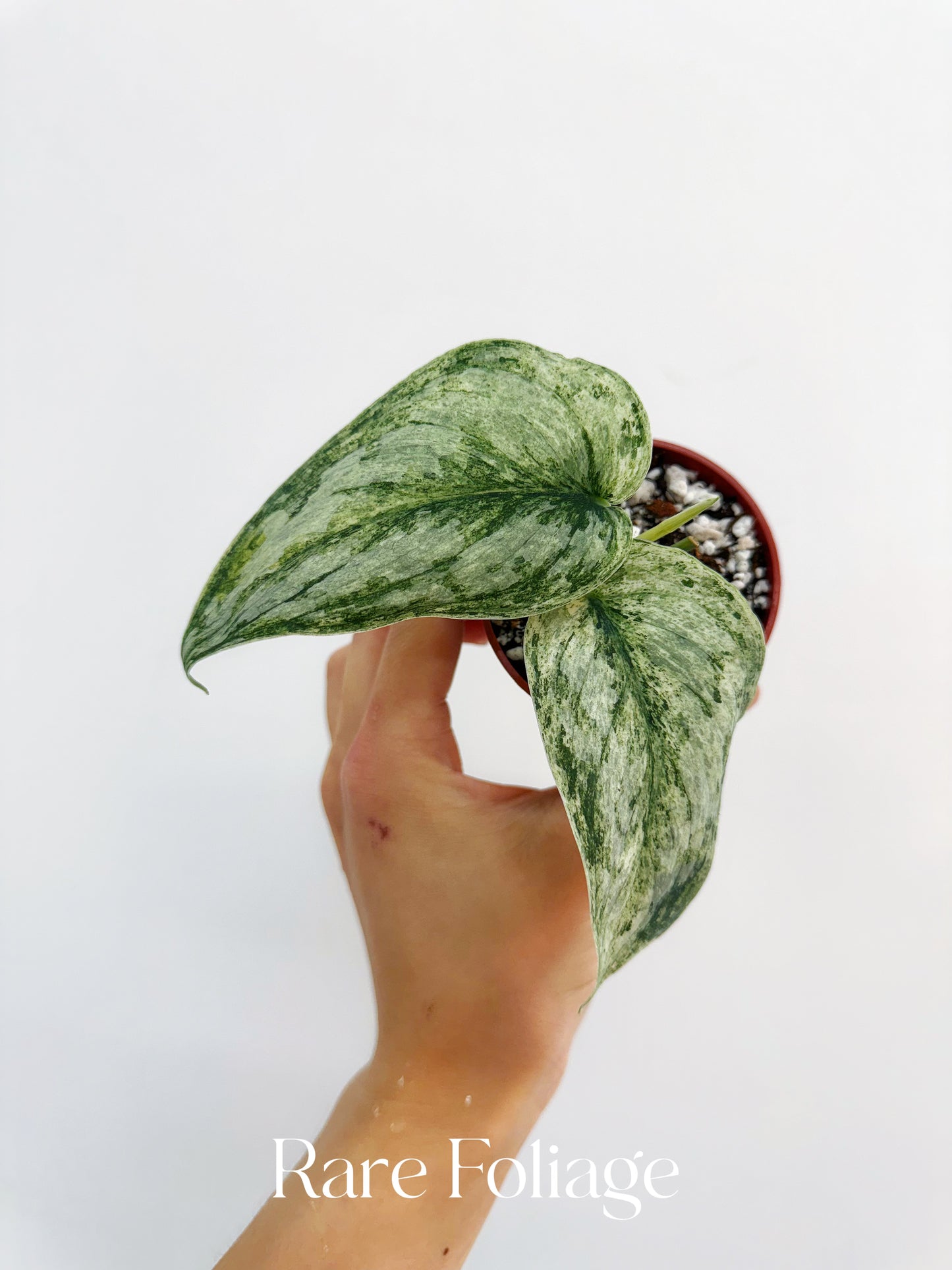 Scindapsus Peasun 2”