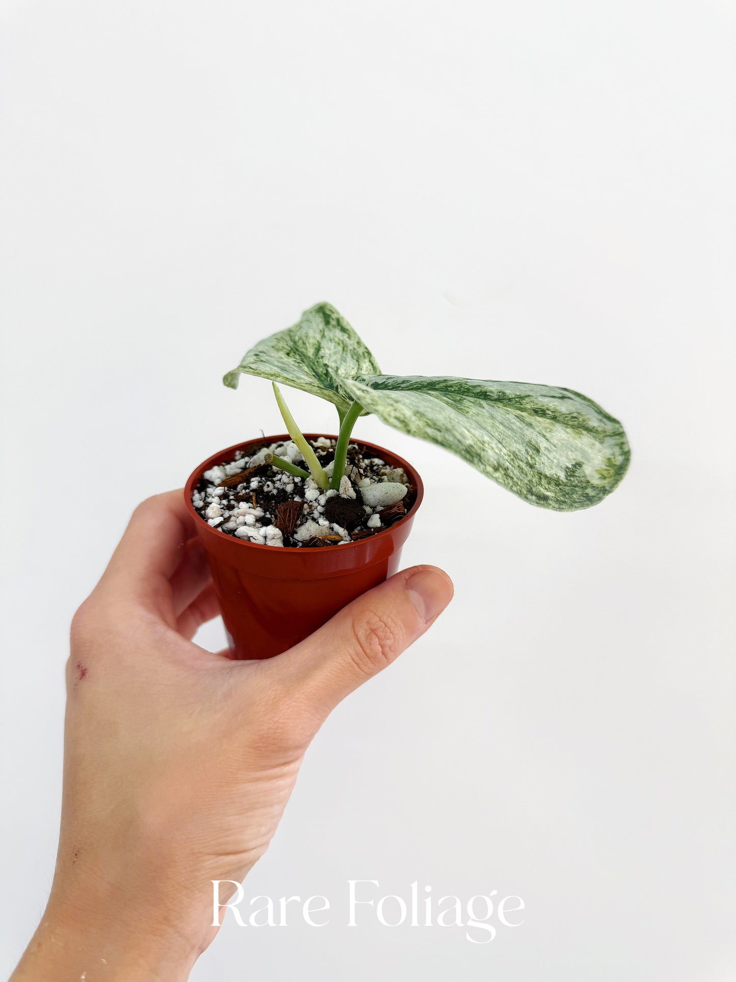 Scindapsus Peasun 2”