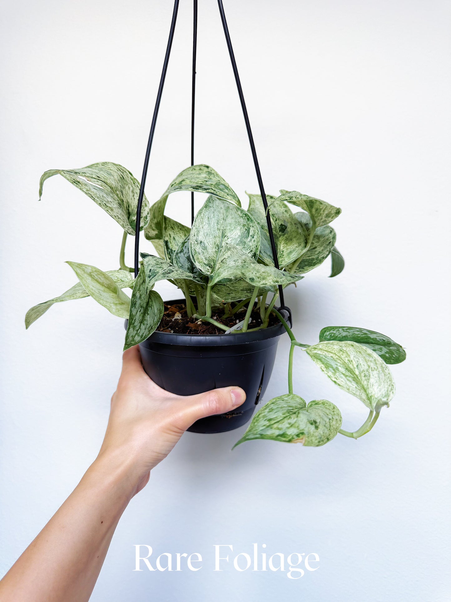 Scindapsus Peasun 6" Hanging Basket