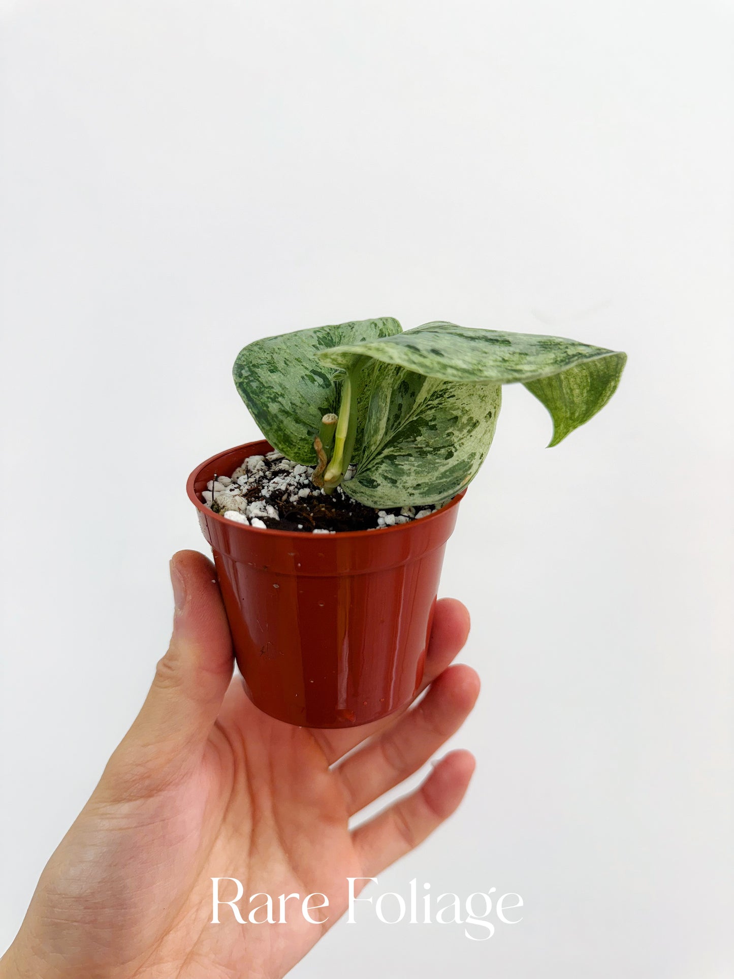 Scindapsus Peasun 2”