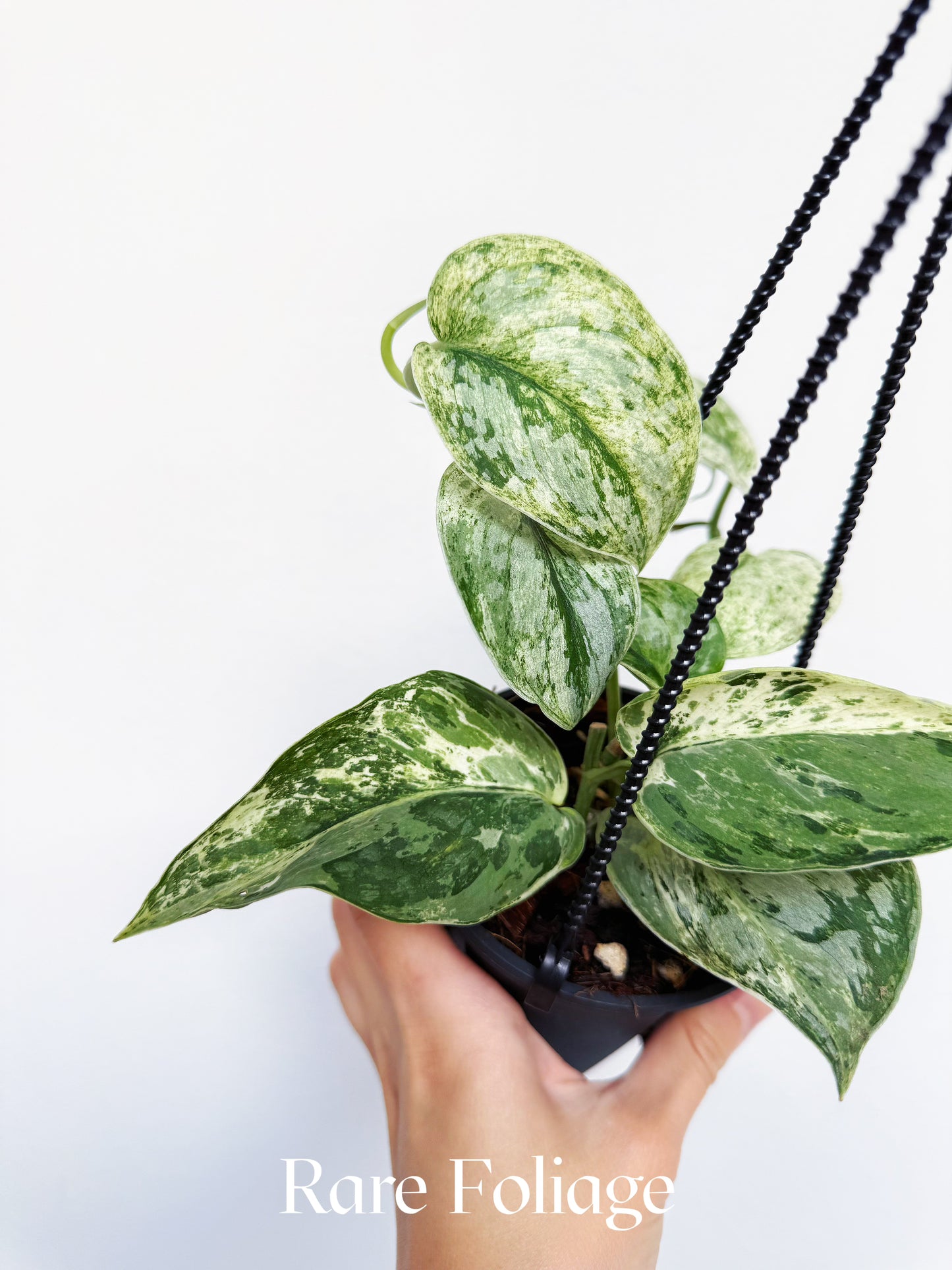 Scindapsus Peasun 4" Hanging Basket