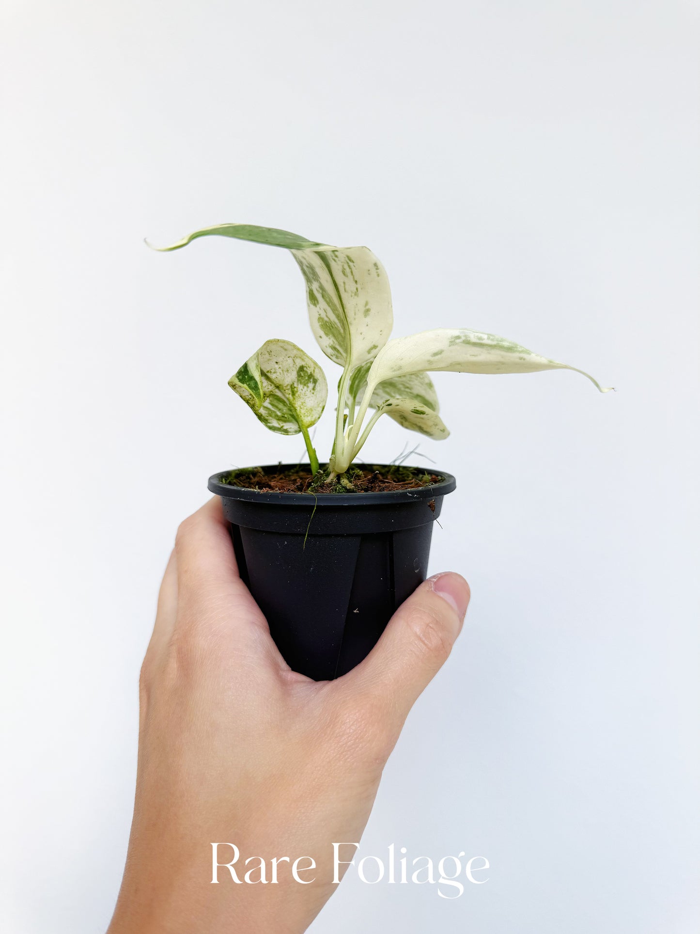 Scindapsus Silver Cloud Albo Variegated 3”