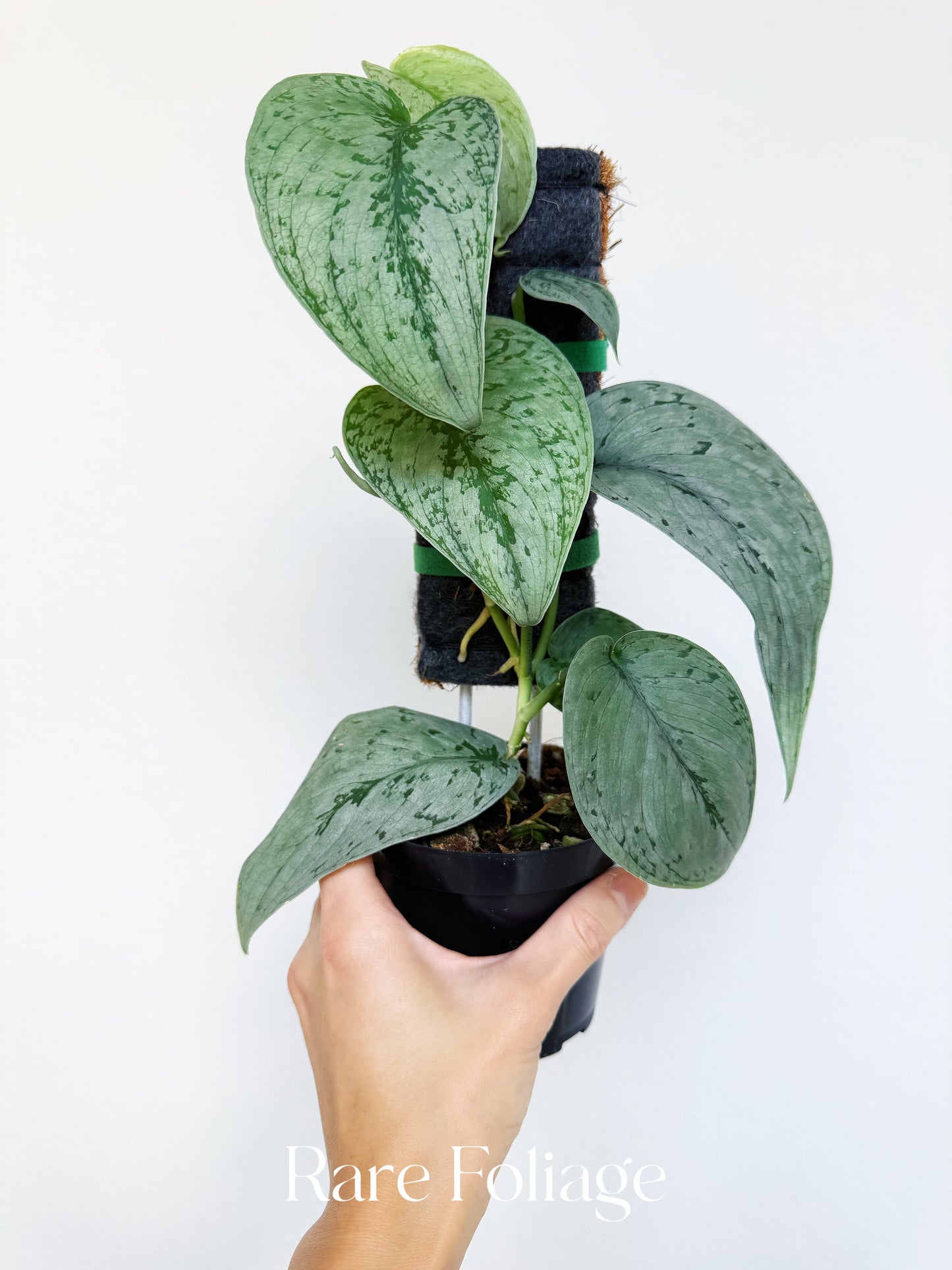 Scindapsus Silver Sierra 4”