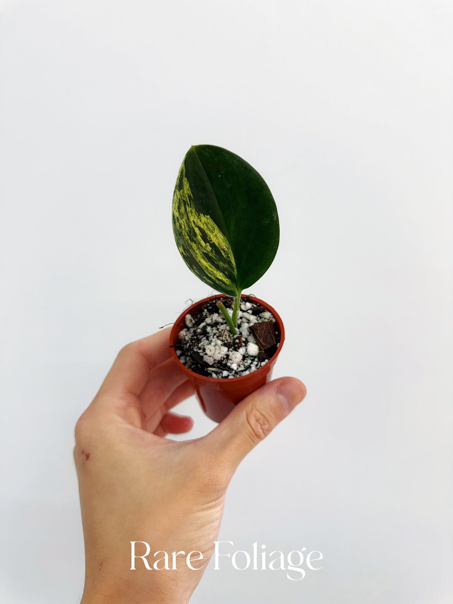 Scindapsus Treubii Dark Form Variegated 2”
