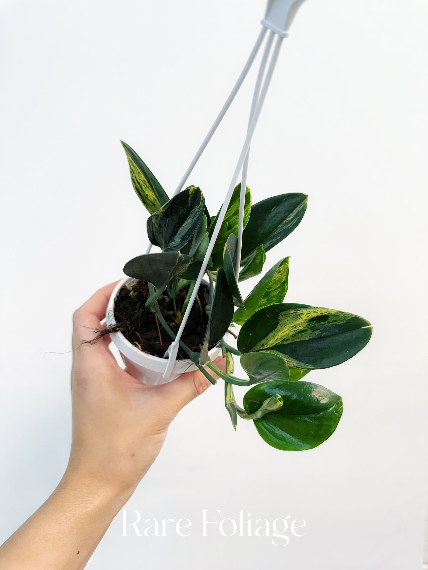 Scindapsus Treubii Dark Form Variegated 3” Hanging Basket