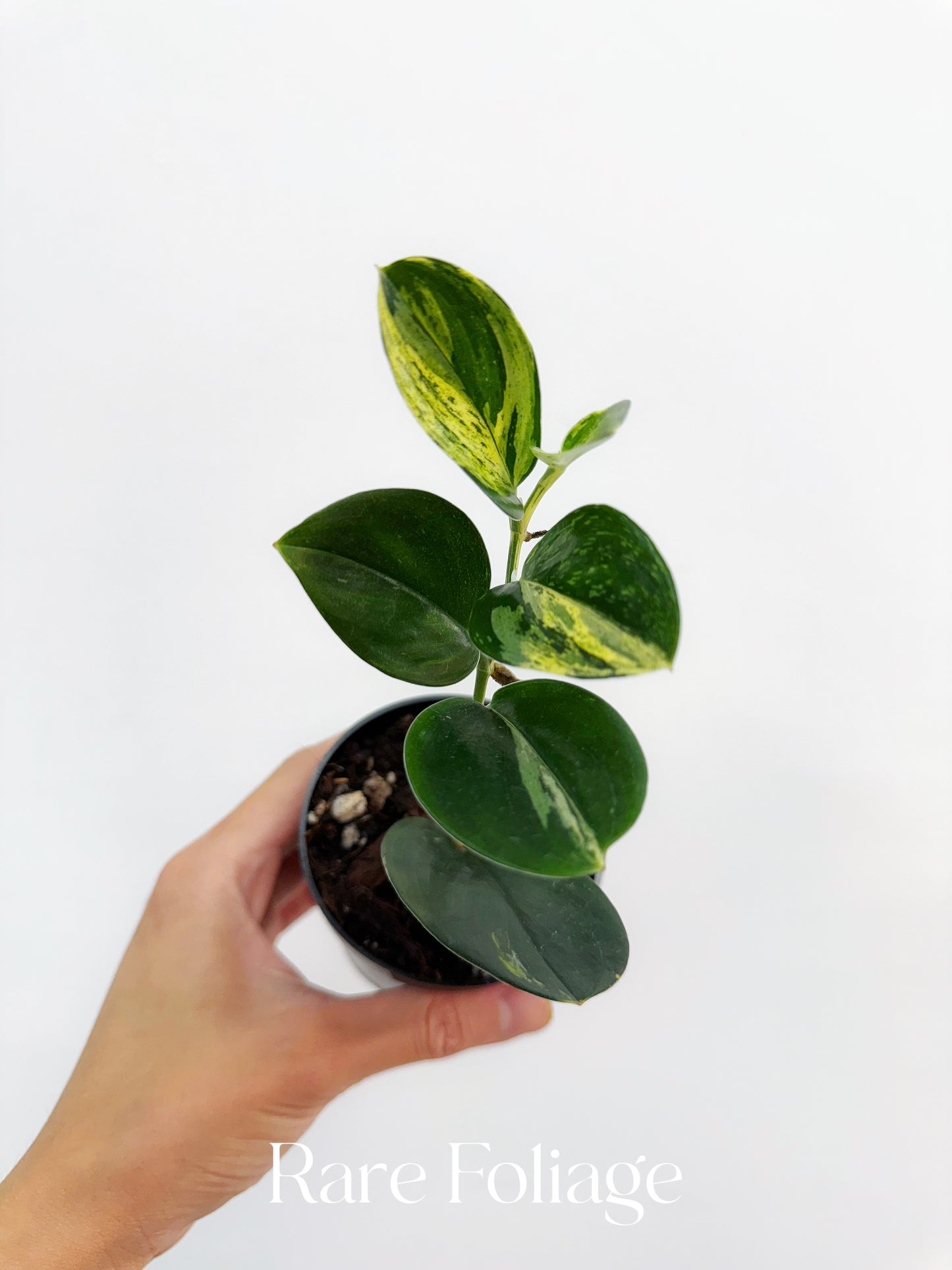 Scindapsus Treubii Dark Form Variegated 3"