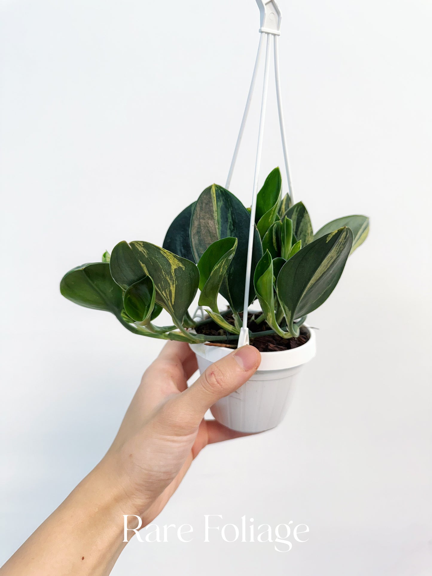 Scindapsus Treubii Dark Form Variegated 3” Hanging Basket