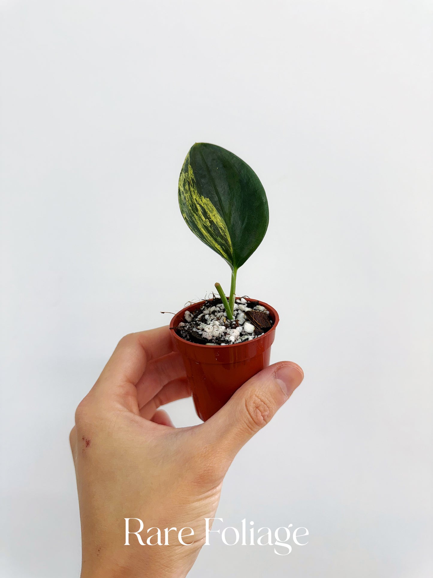 Scindapsus Treubii Dark Form Variegated 2”