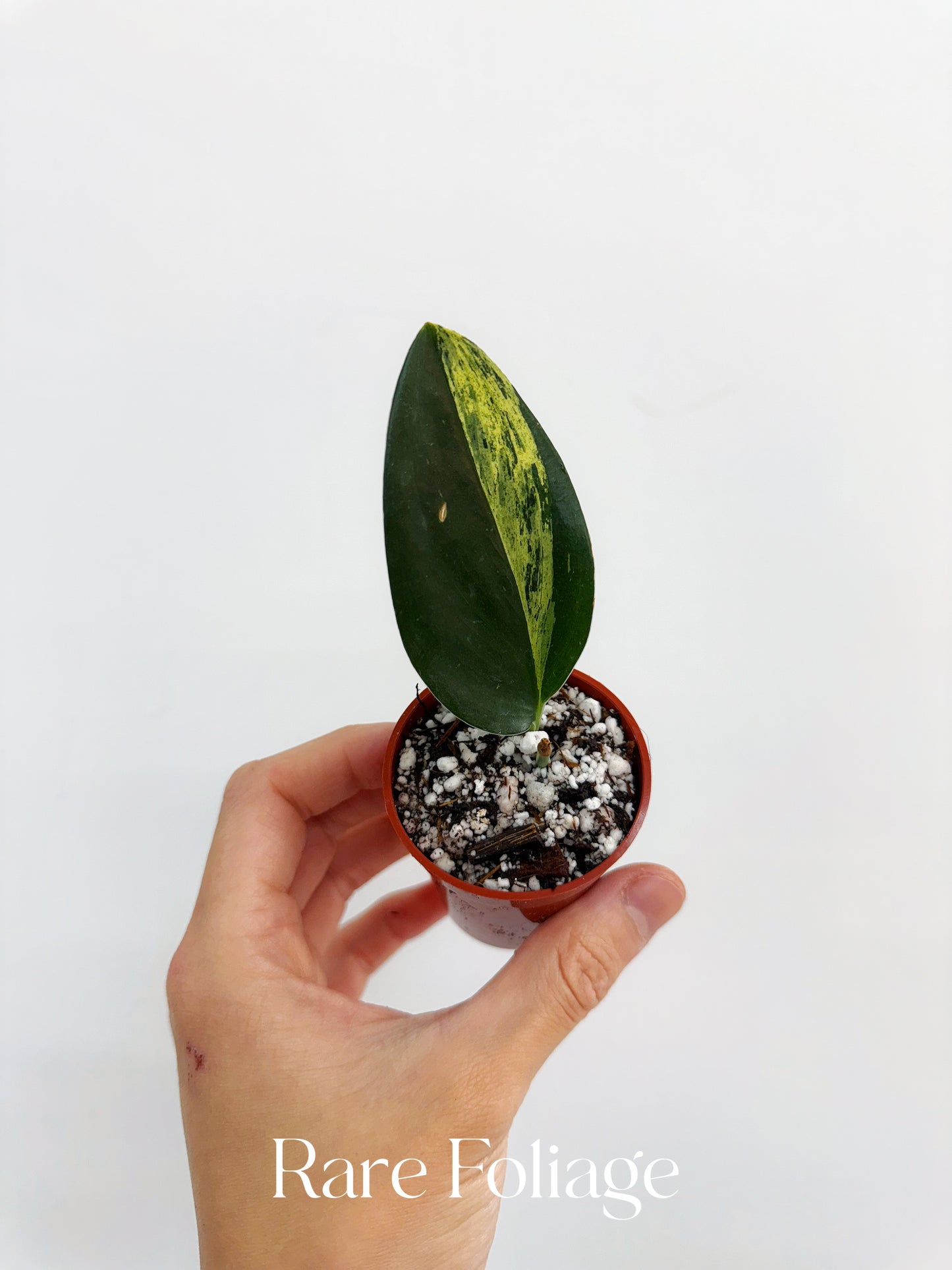Scindapsus Treubii Dark Form Variegated 2”