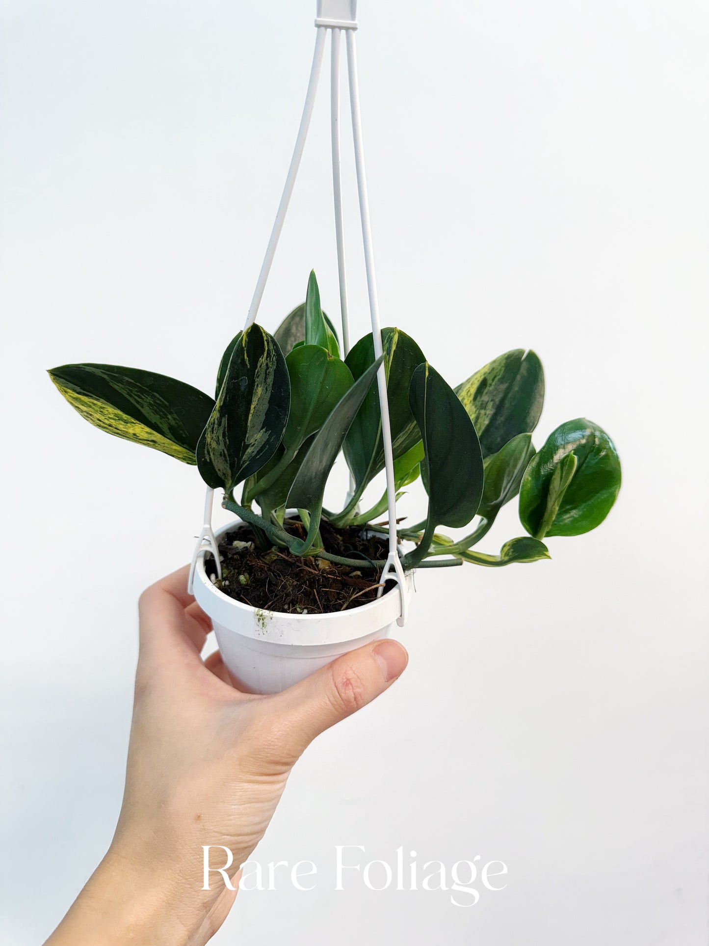Scindapsus Treubii Dark Form Variegated 3” Hanging Basket