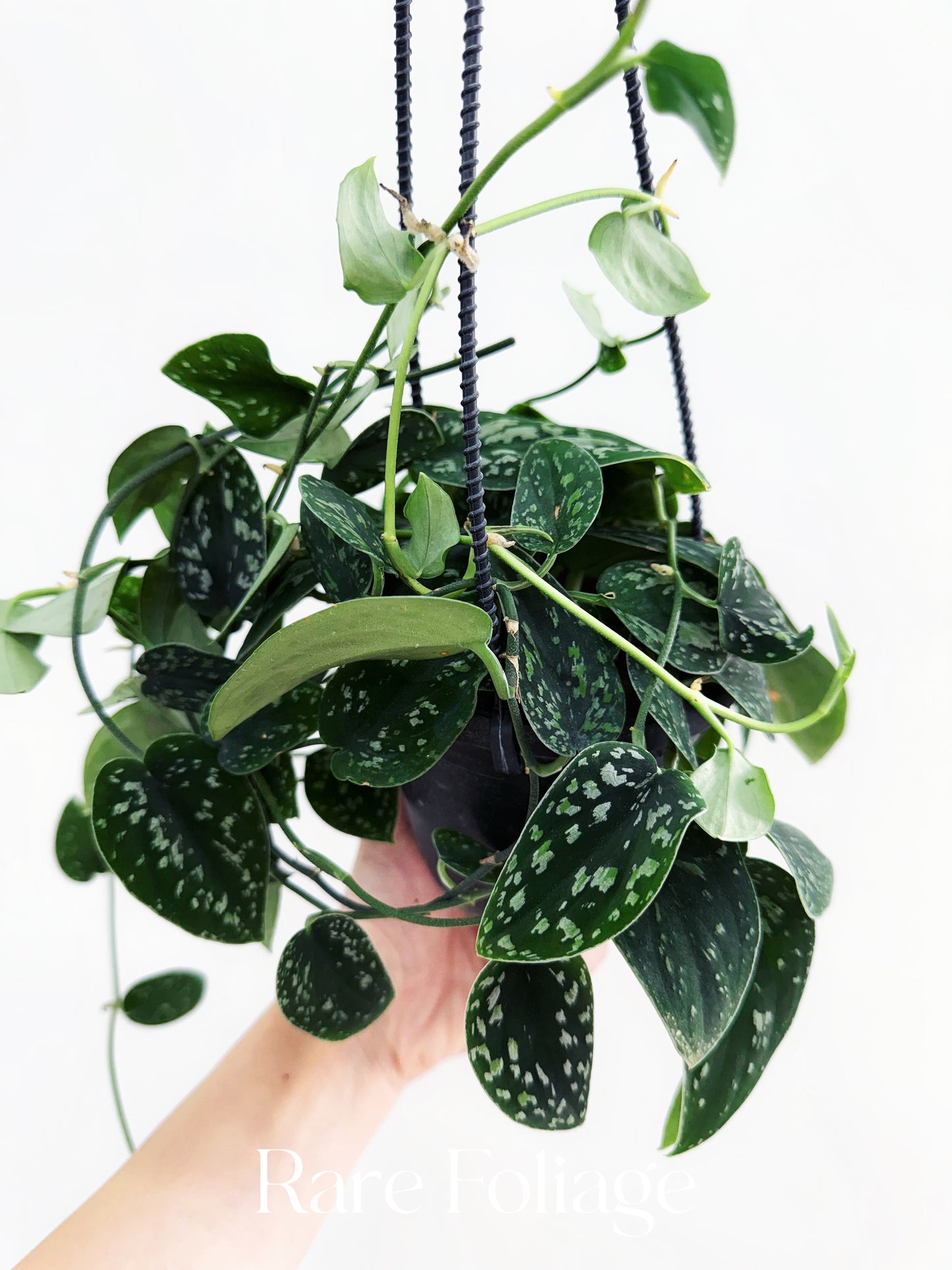 Scindapsus Tricolor 4” Hanging Basket