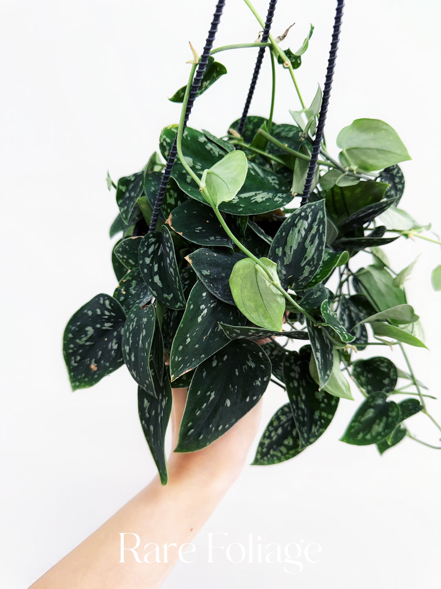 Scindapsus Tricolor 4” Hanging Basket