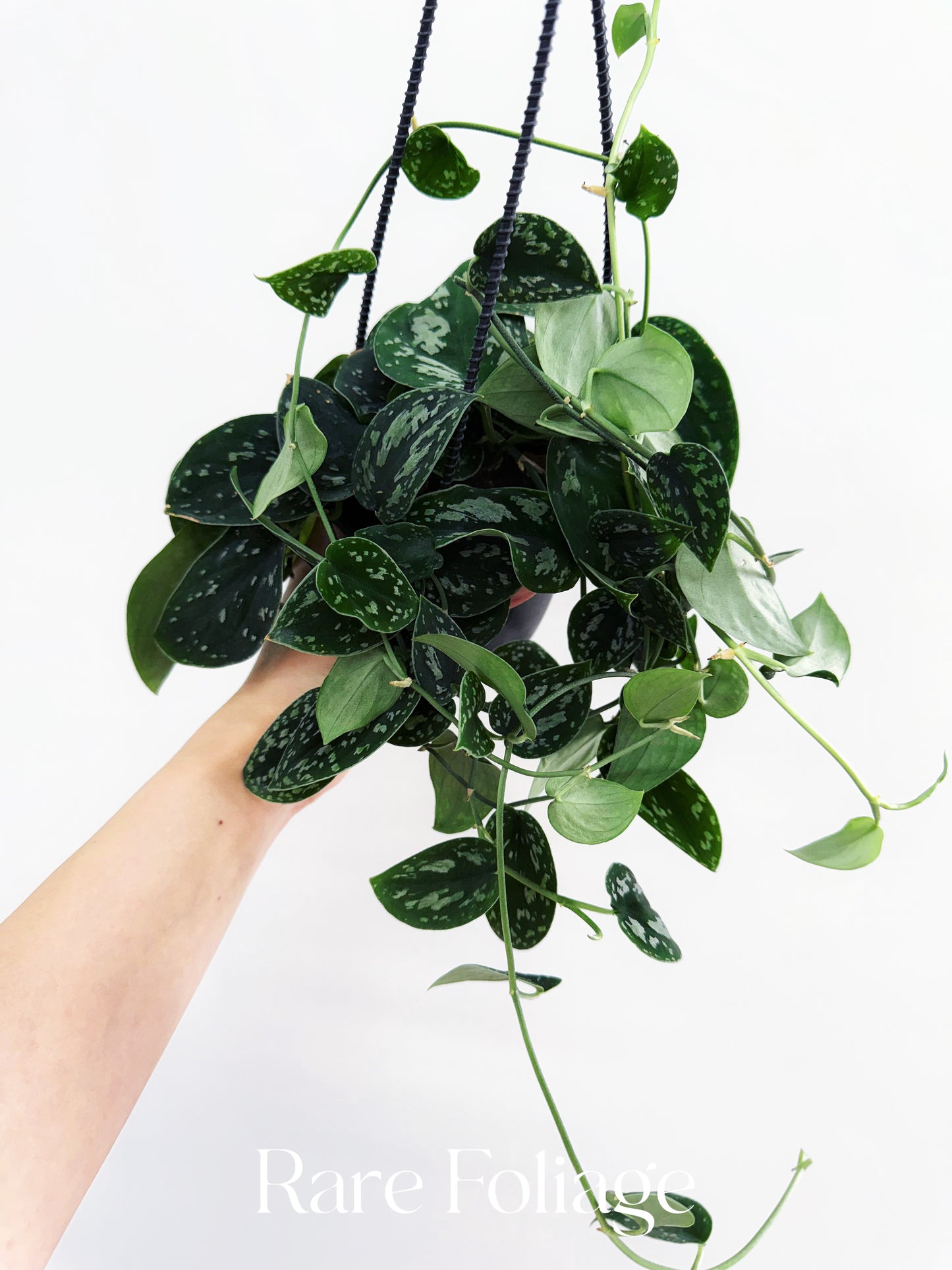 Scindapsus Tricolor 4” Hanging Basket